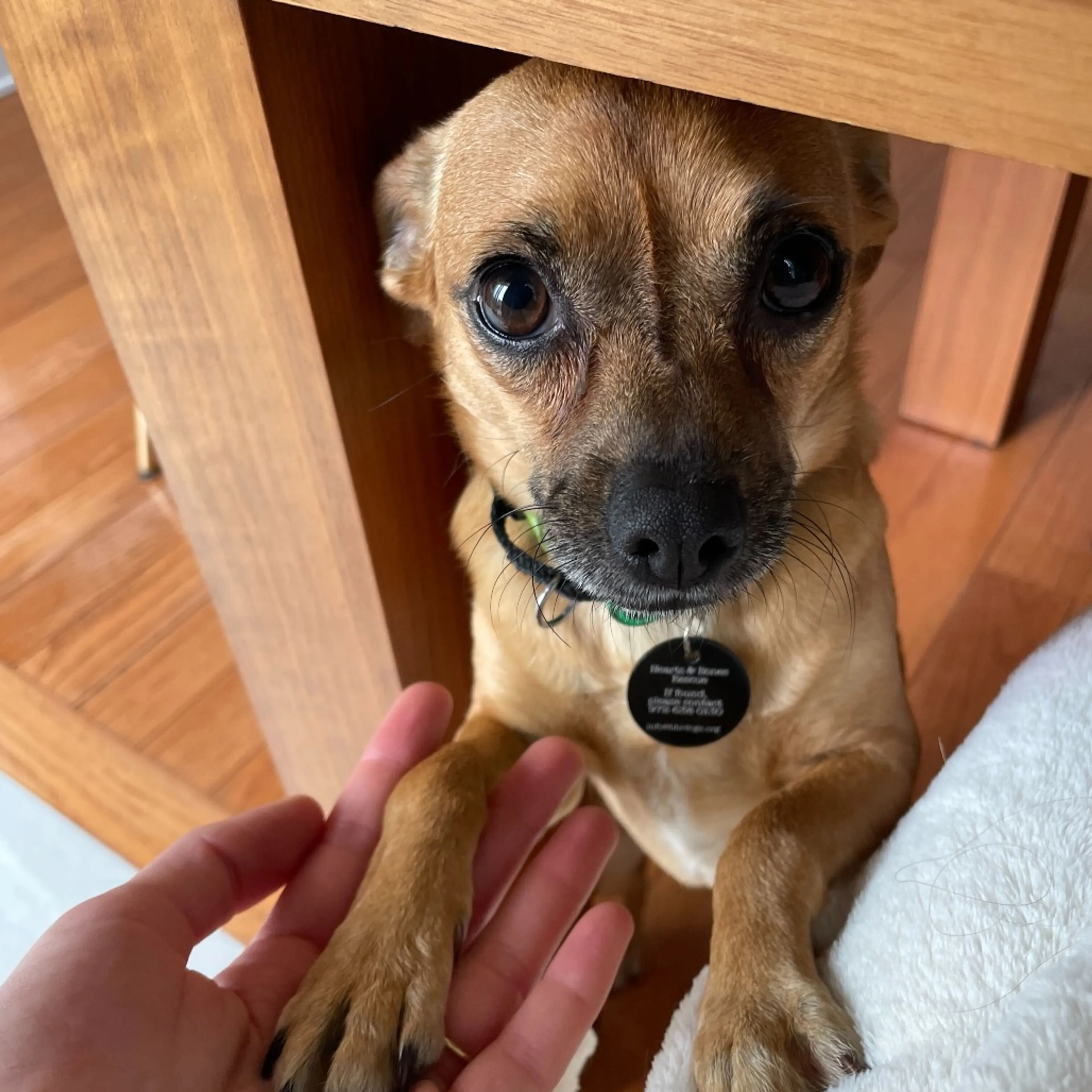 Found pet-3