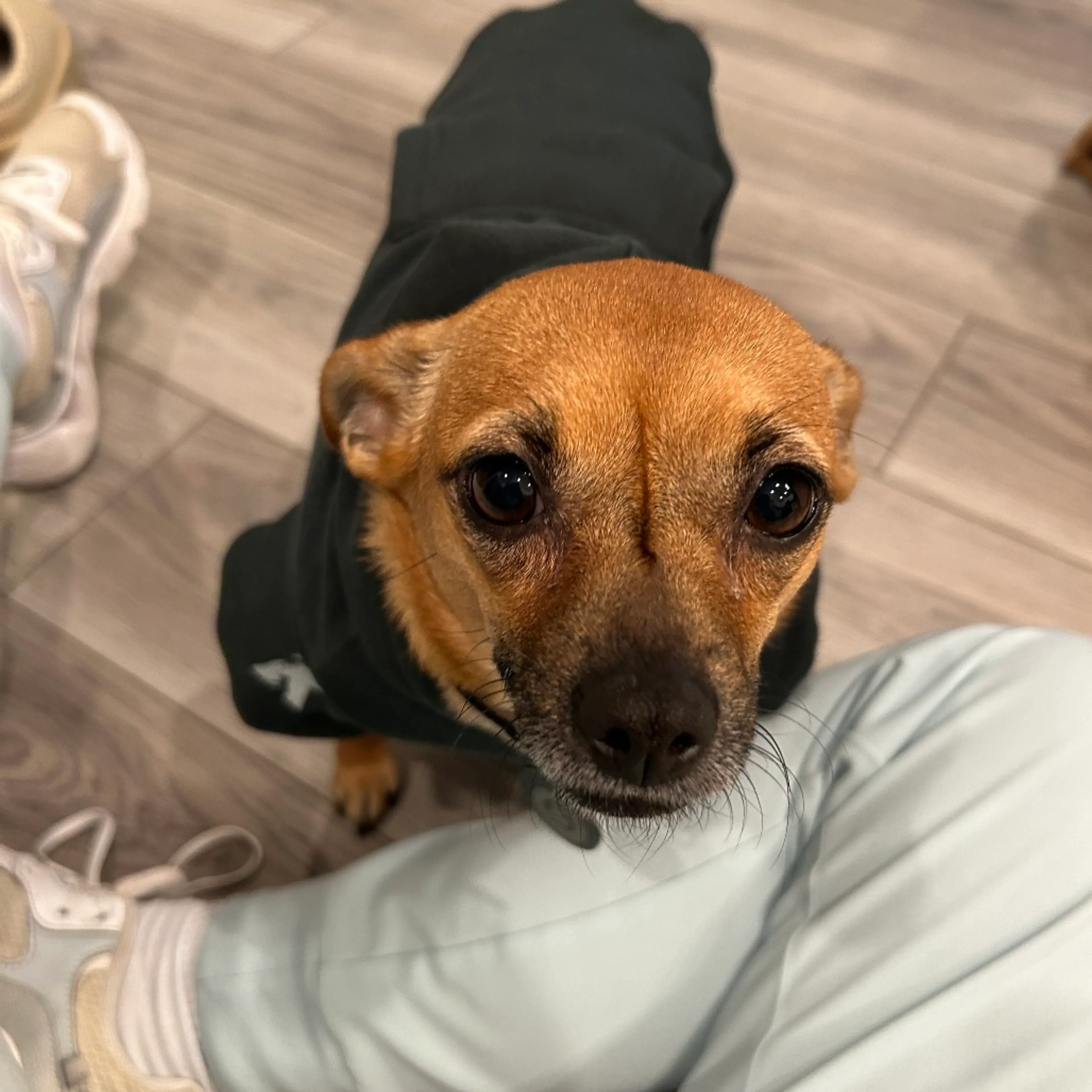 Found pet-8