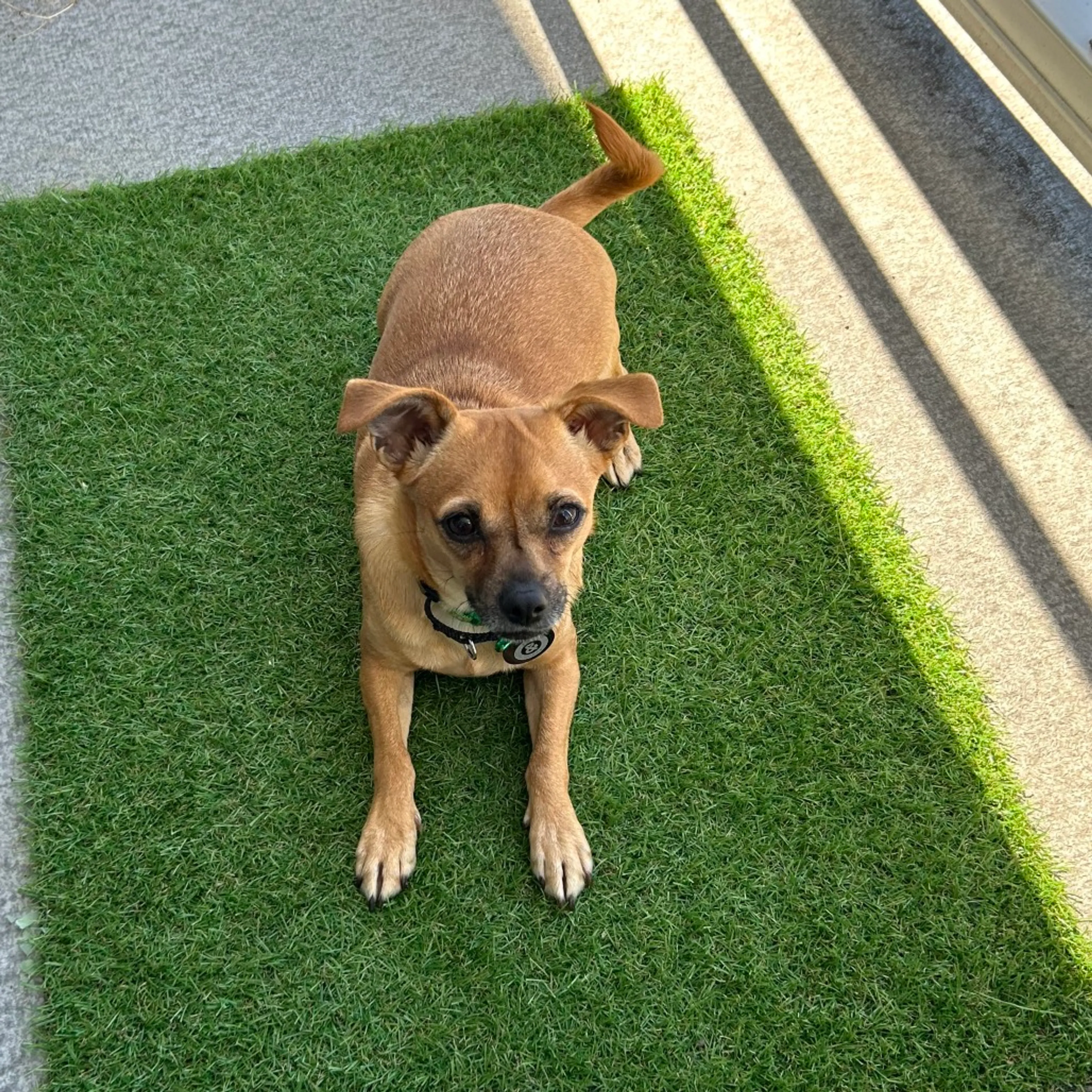 Found pet-1