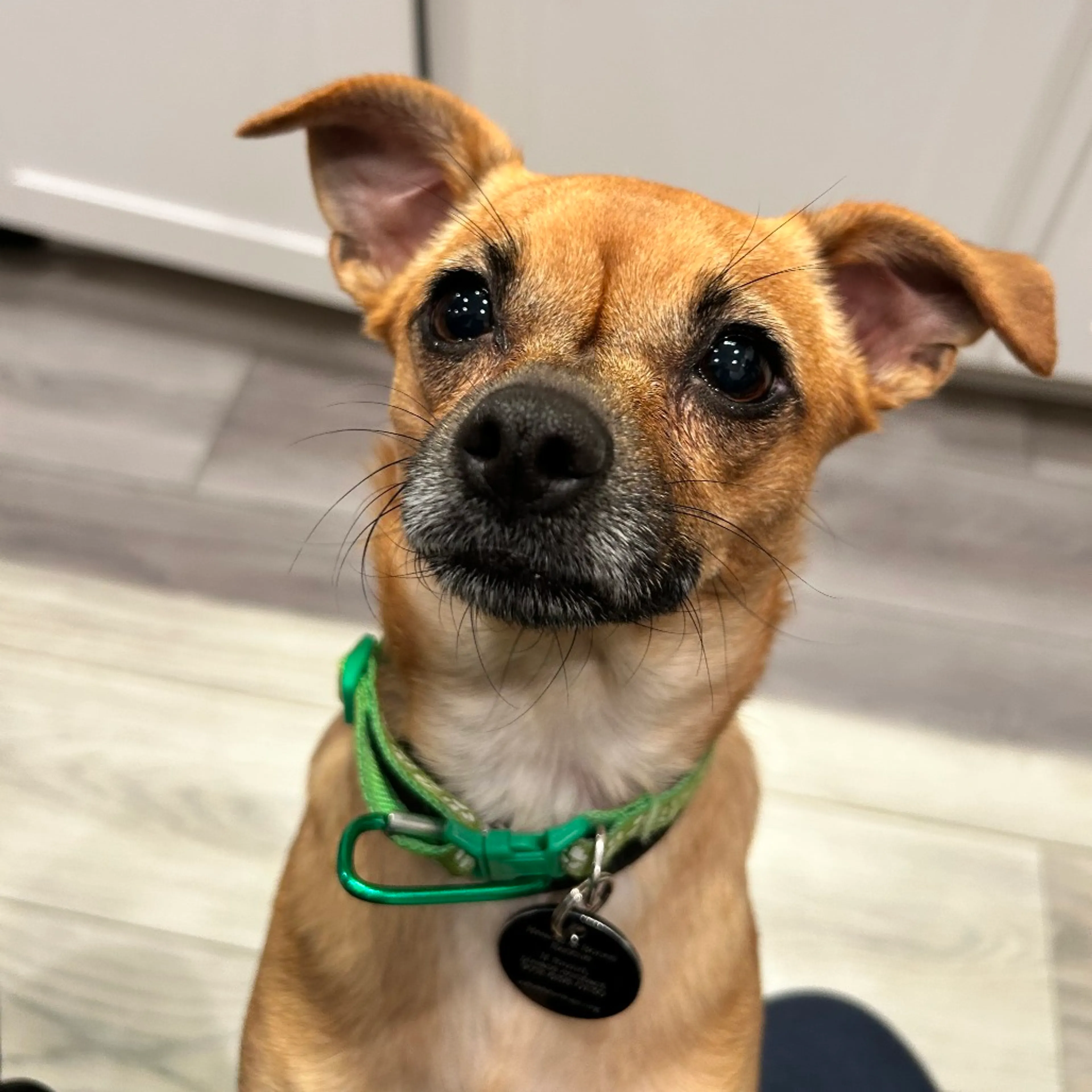 Found pet-11
