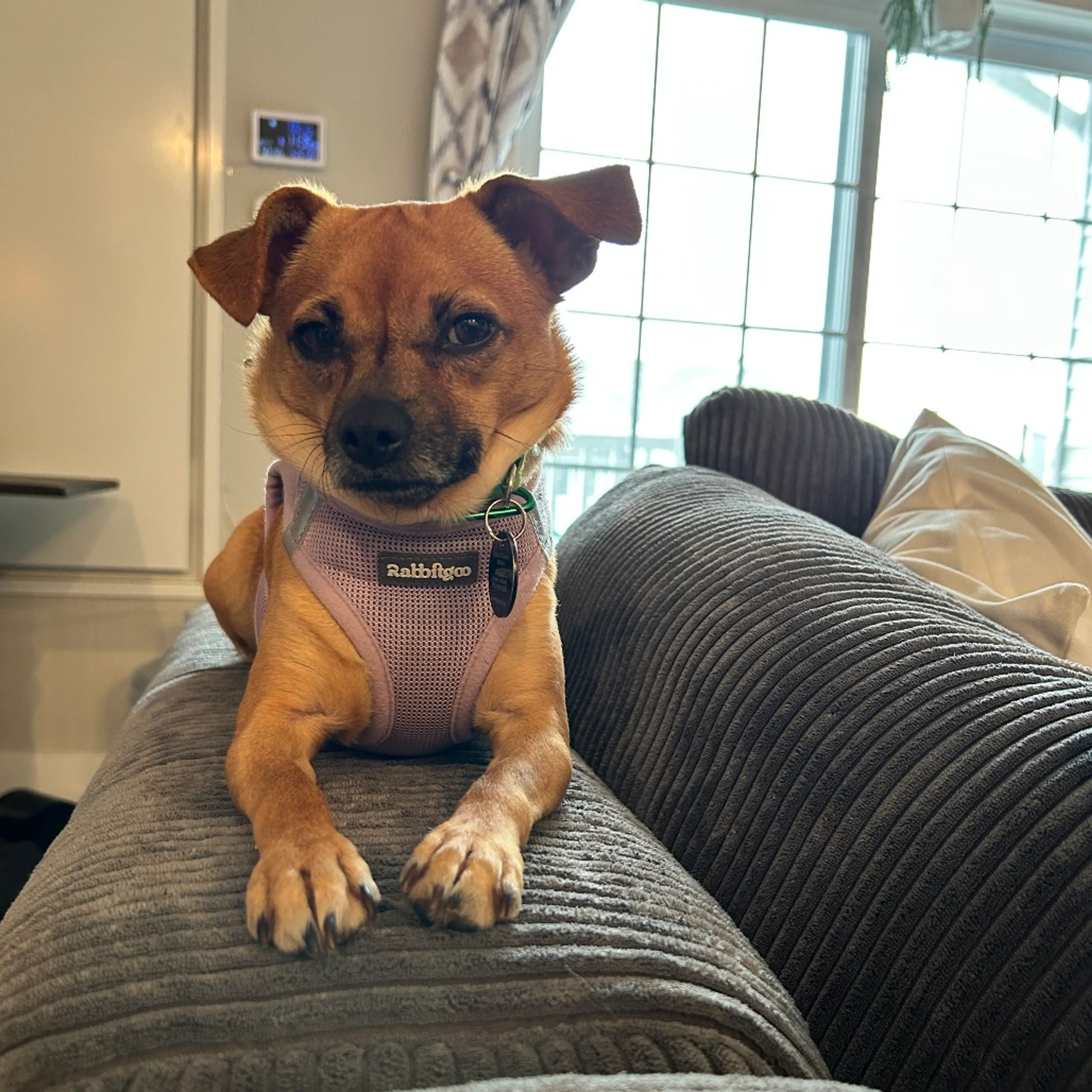Found pet-10