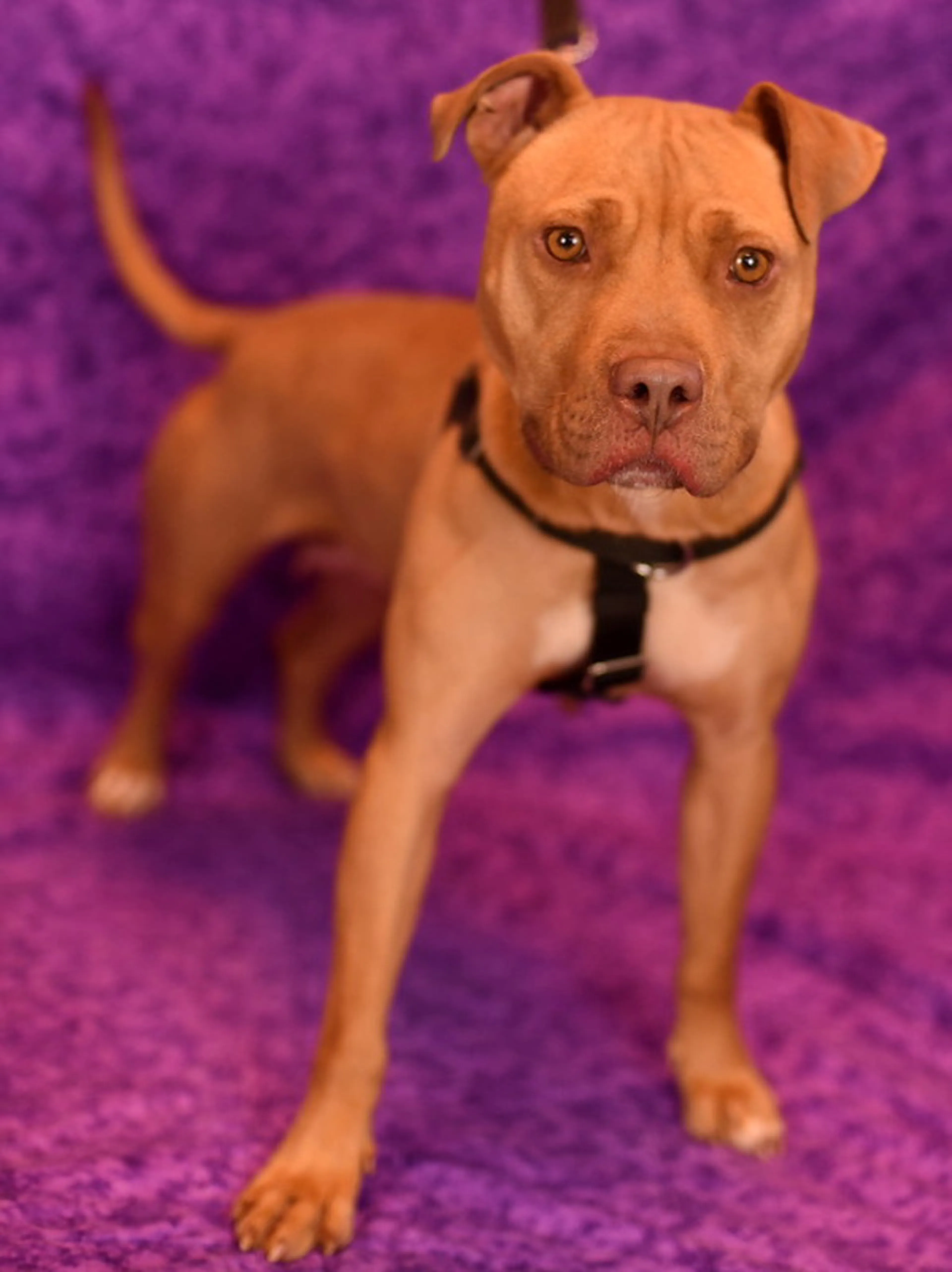 Found pet-1