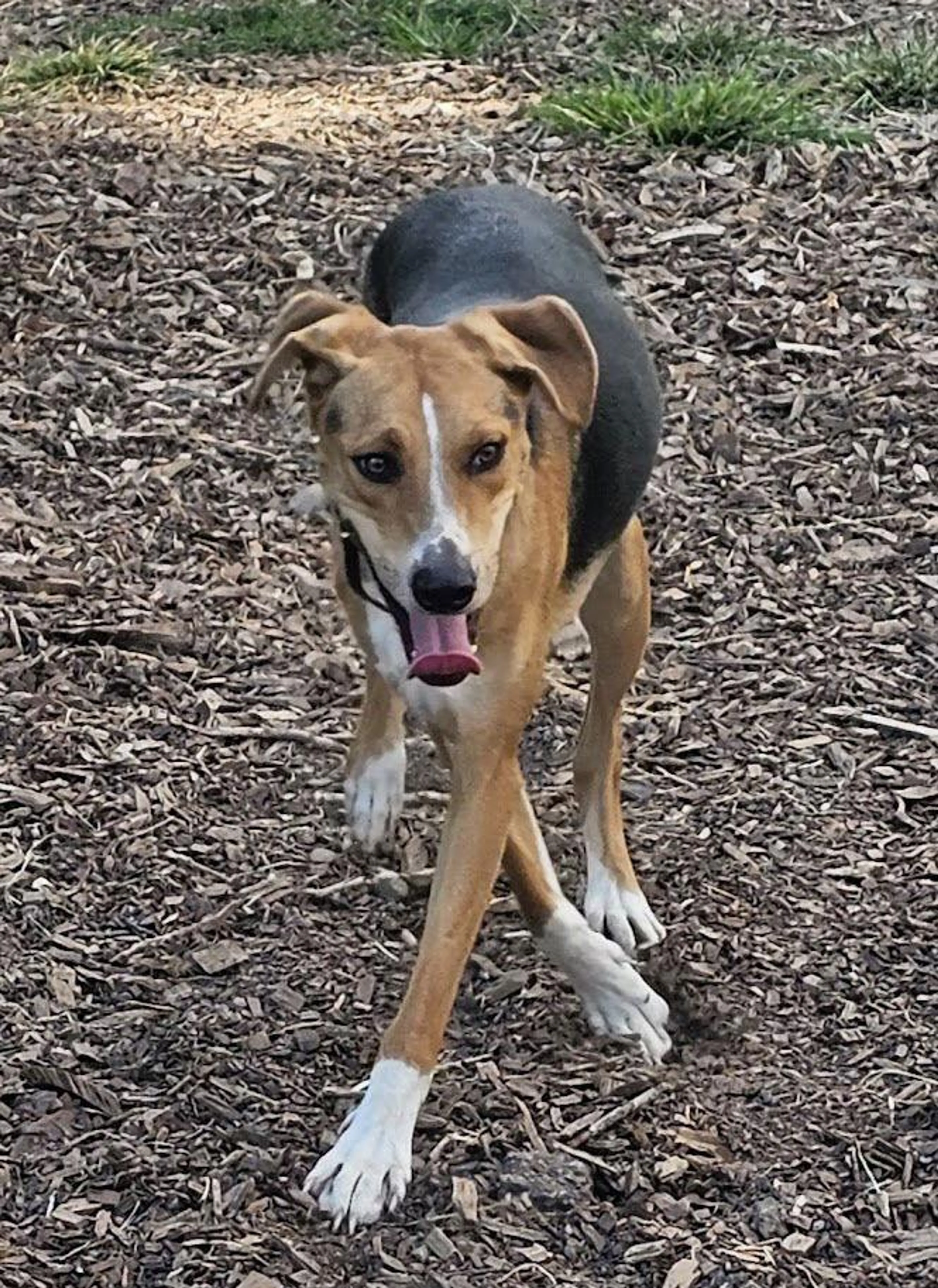 Found pet-2