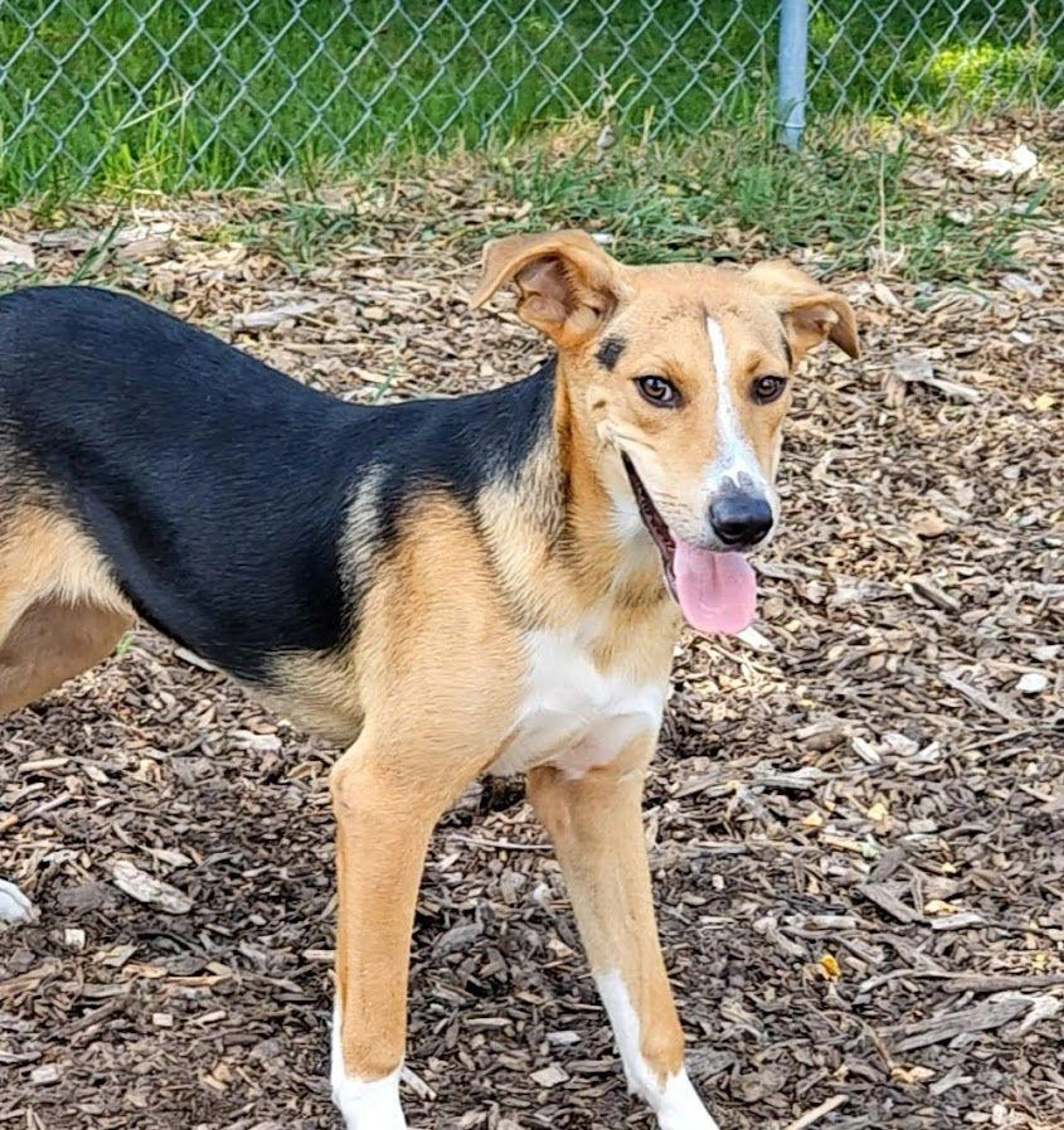 Found pet-1