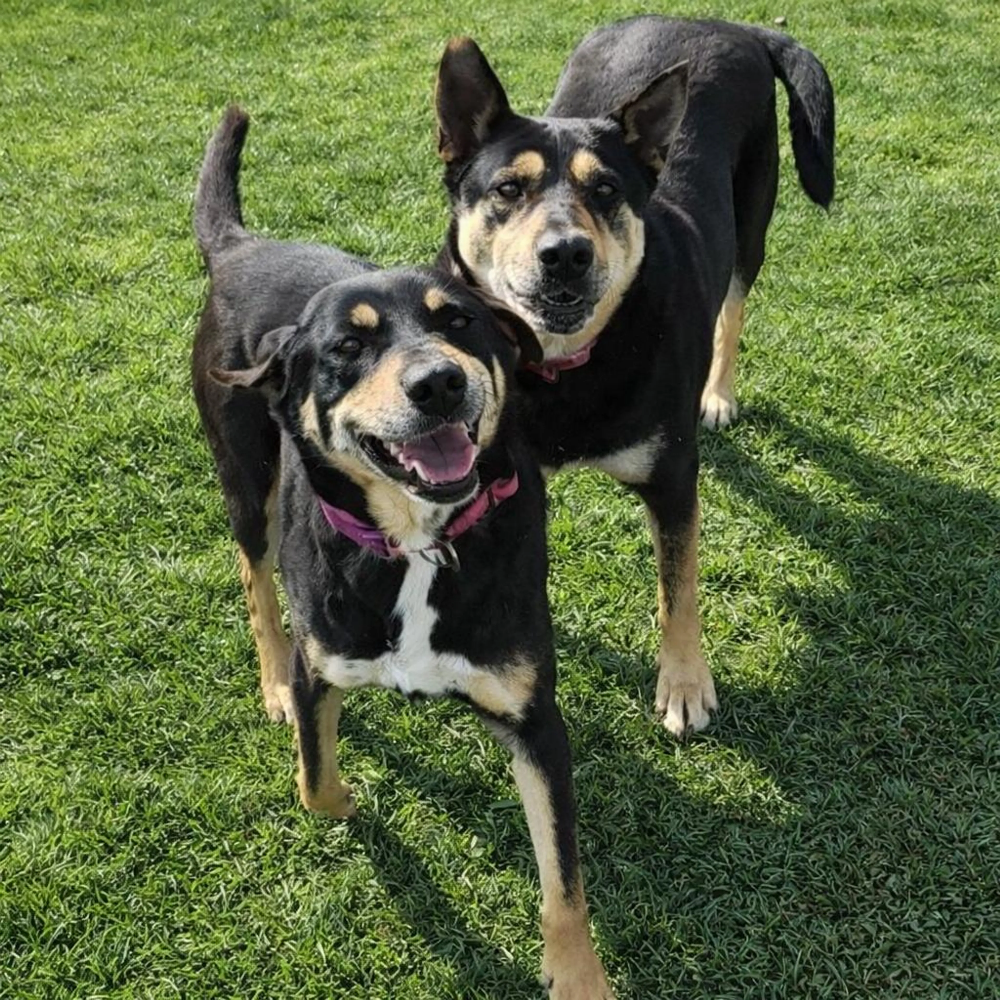 Found pet-1