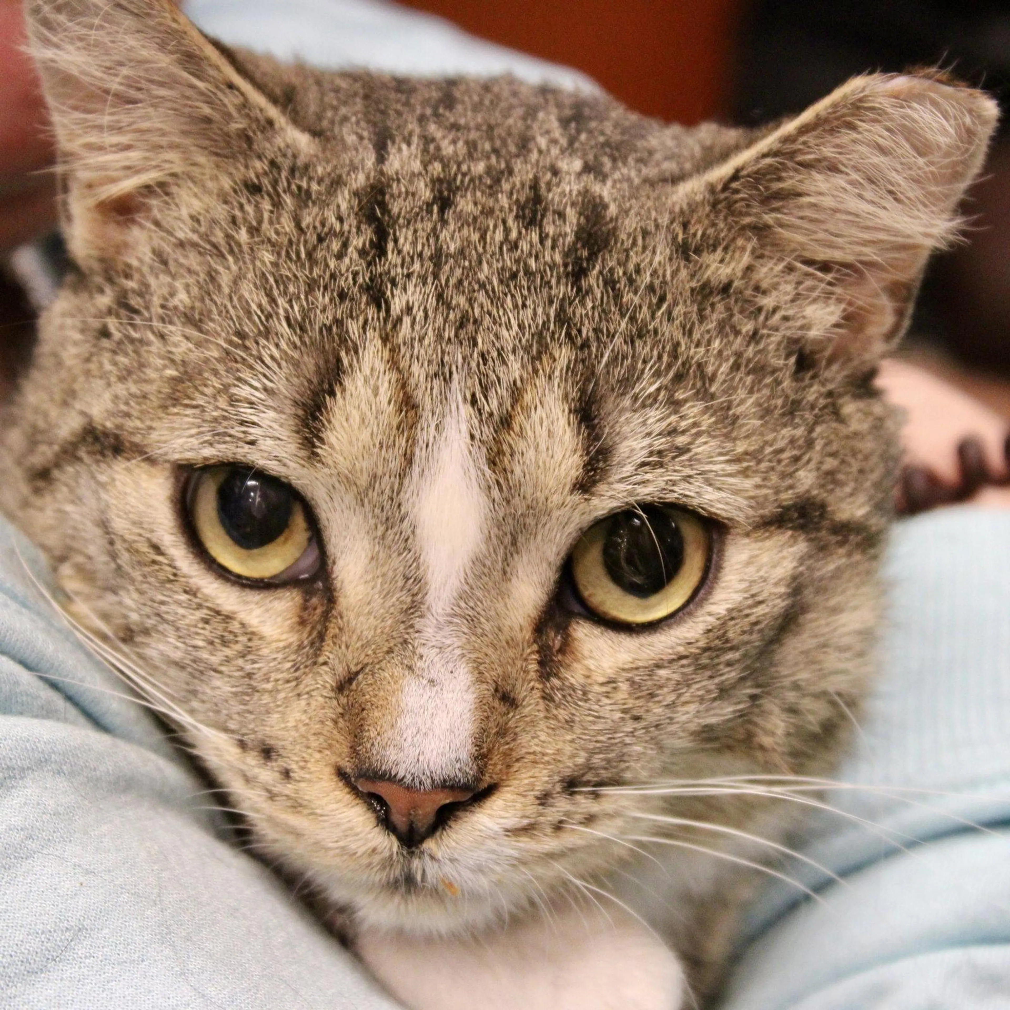 Found pet-1
