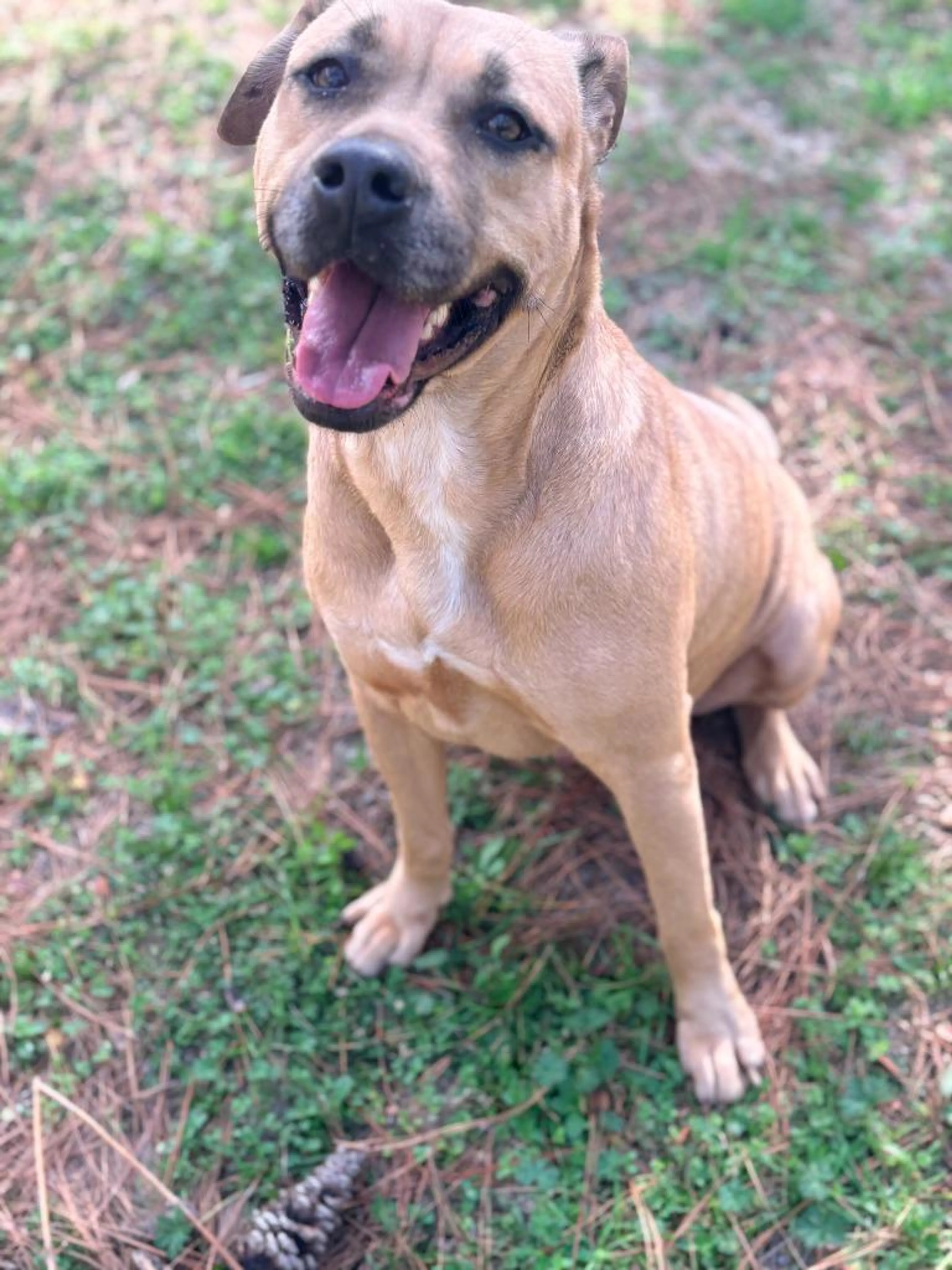 Found pet-2