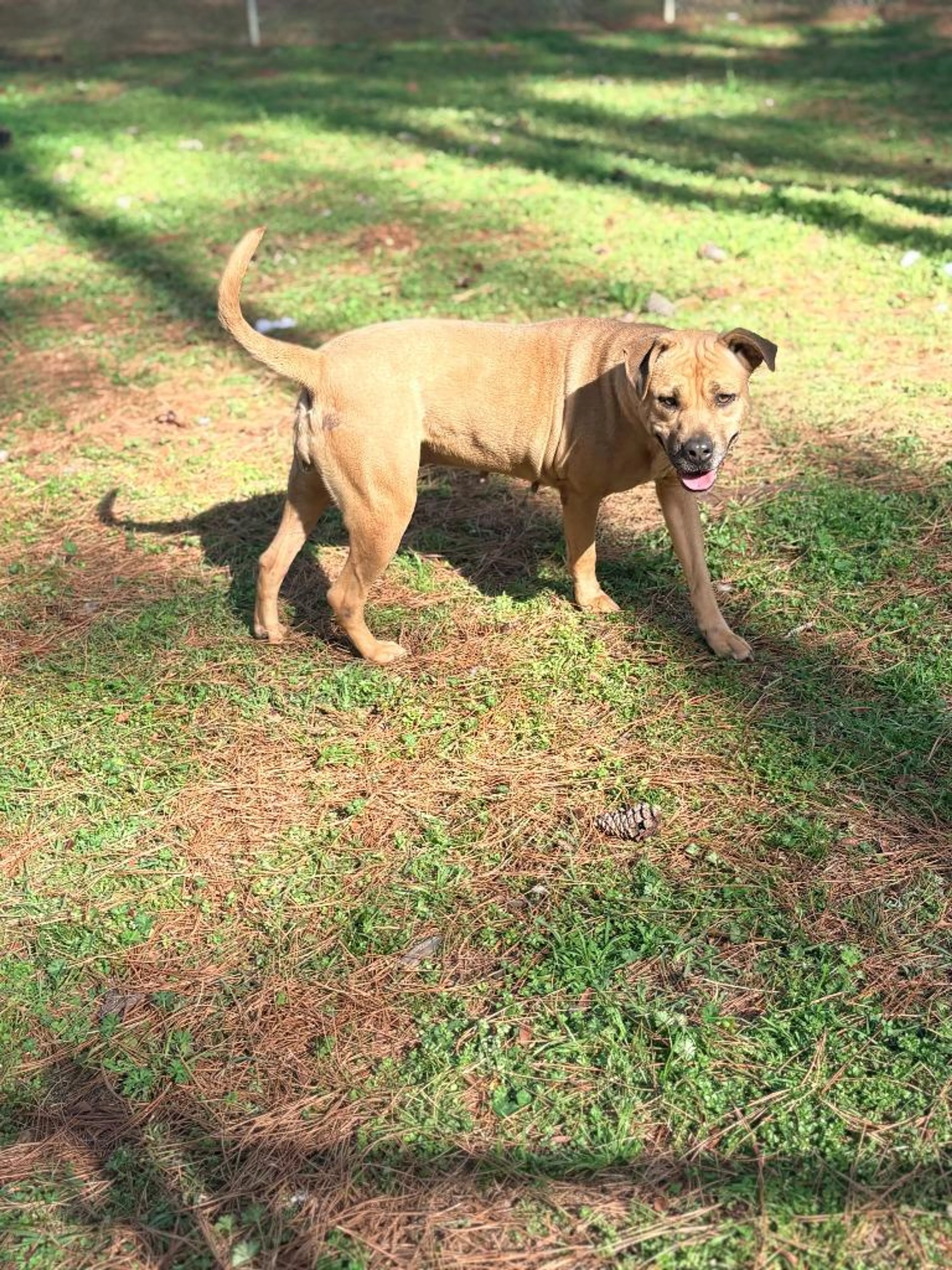 Found pet-1