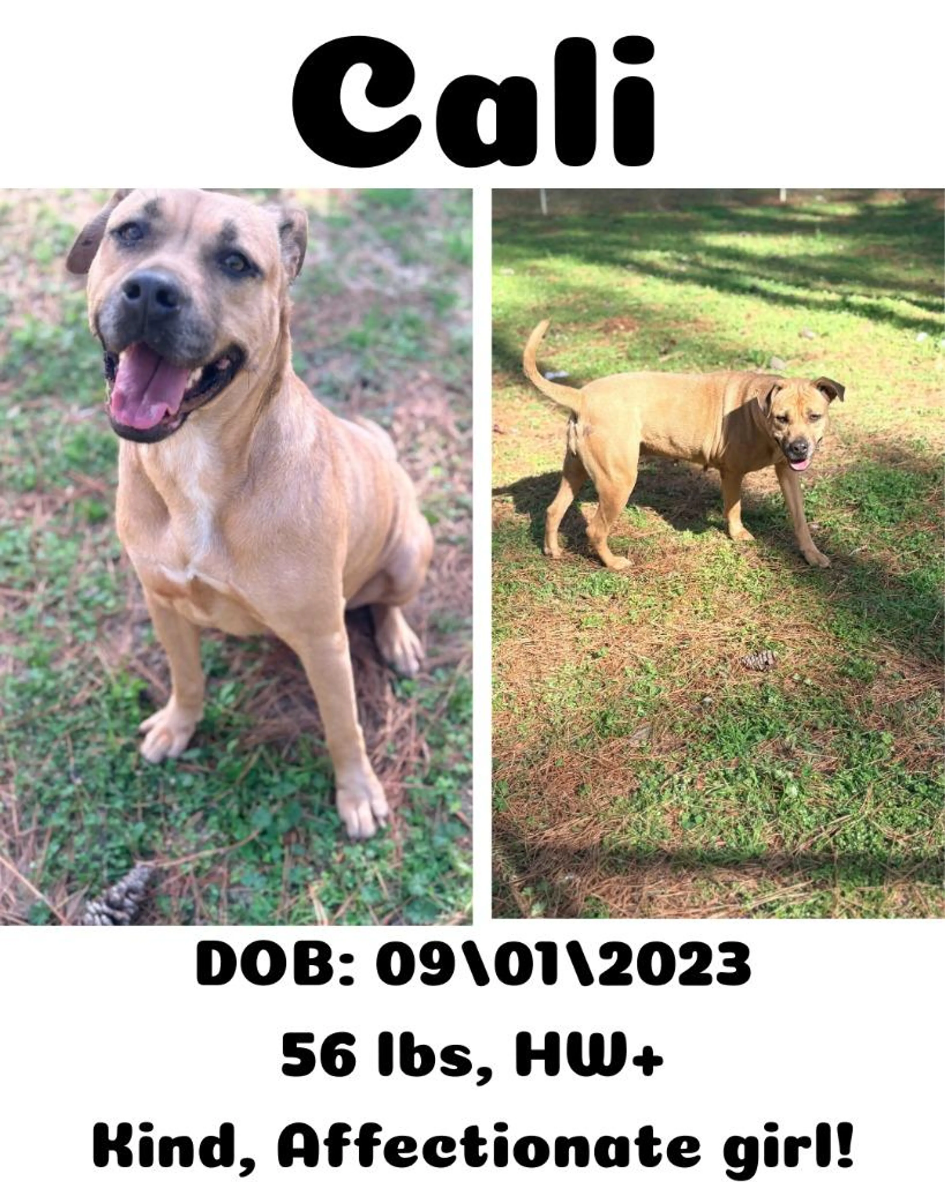 Found pet-5
