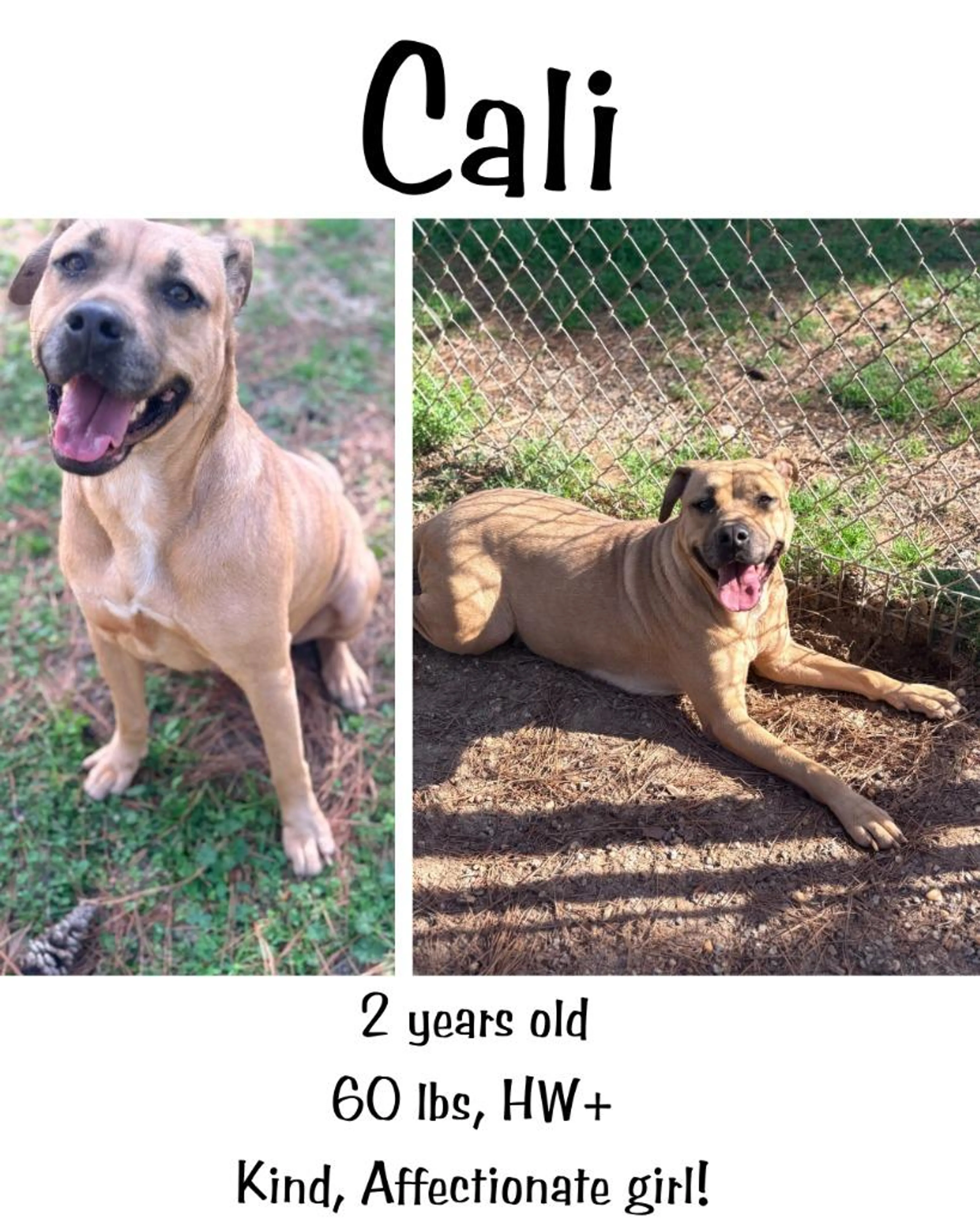 Found pet-3