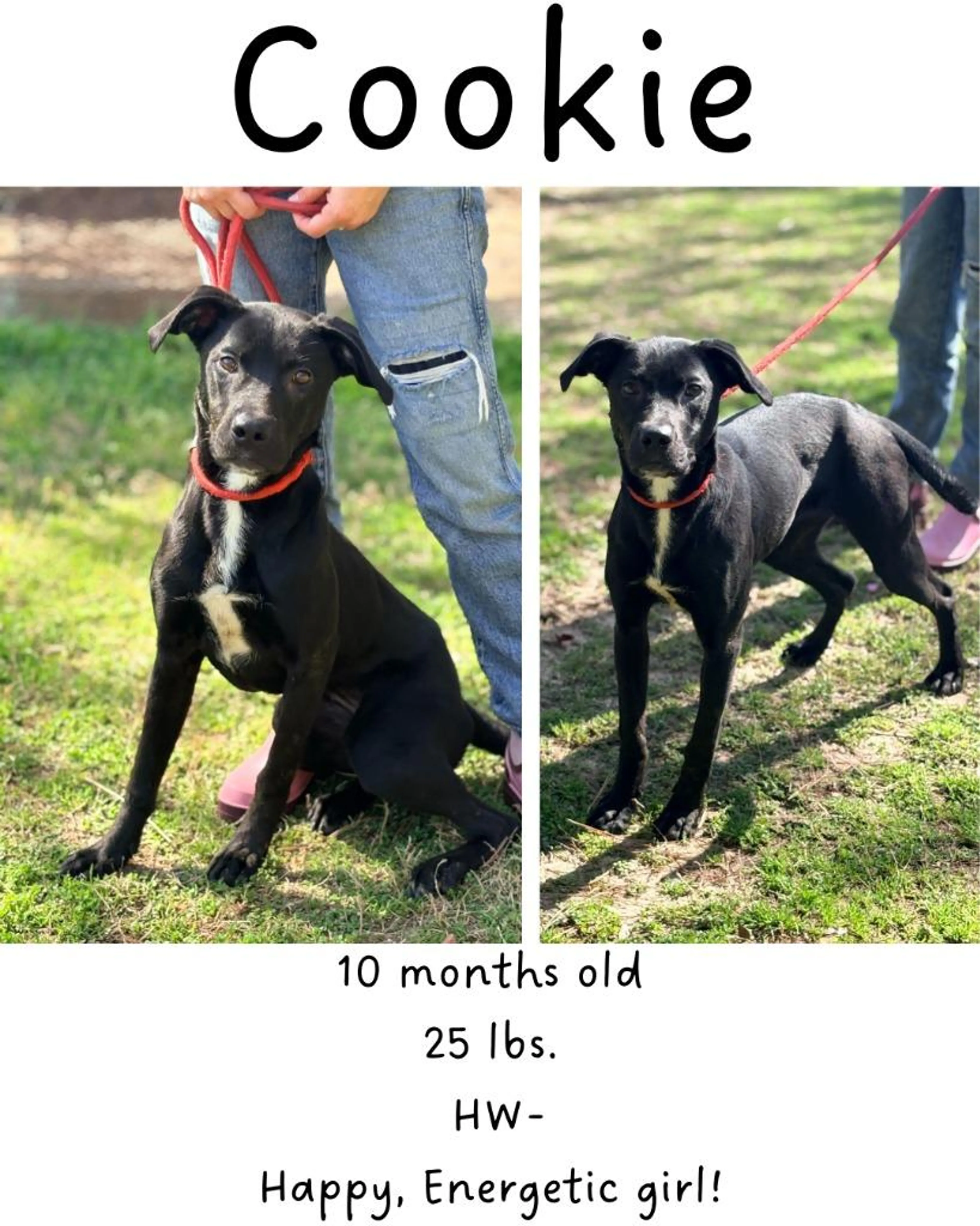 Found pet-2
