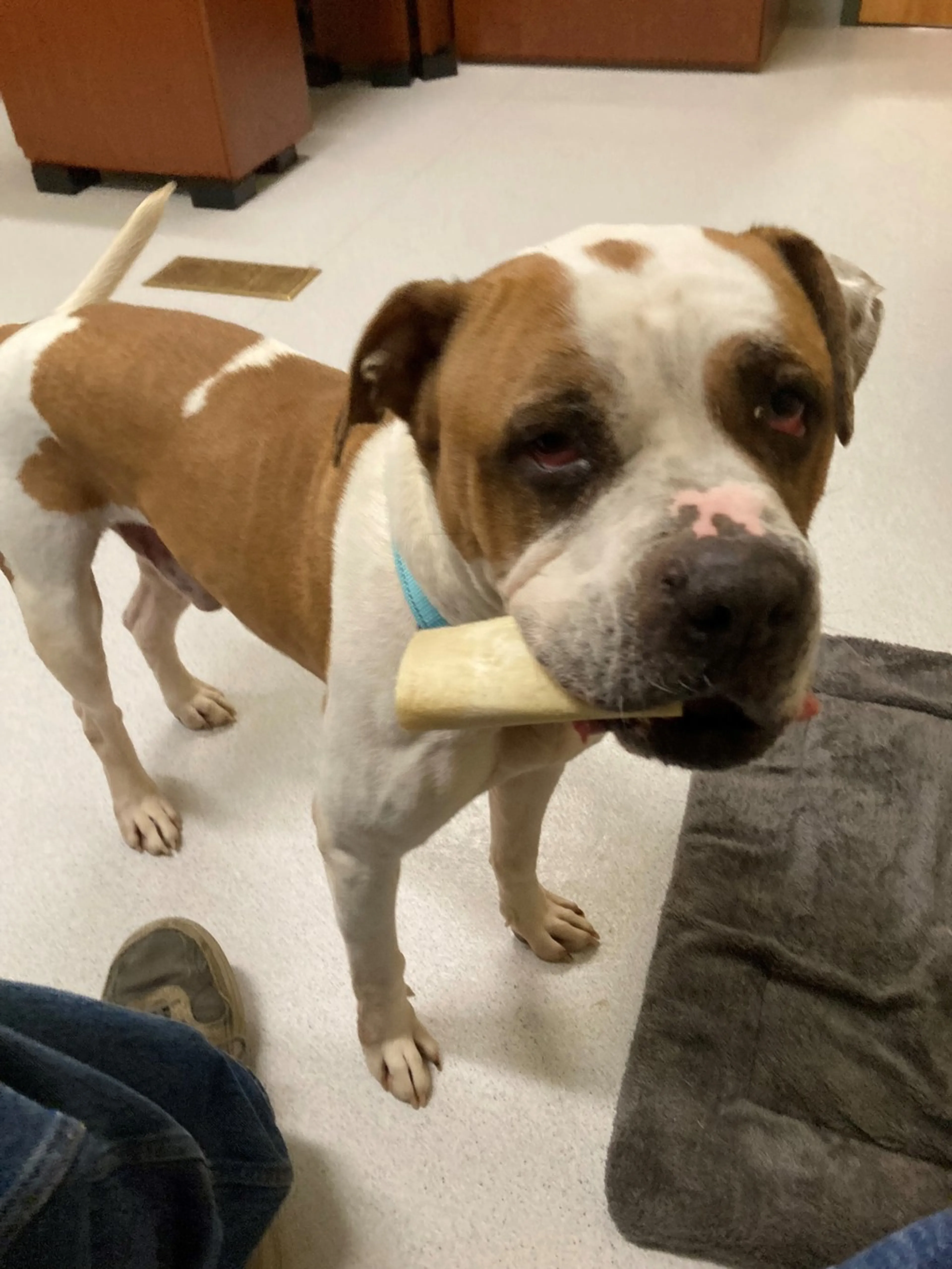 Found pet-2