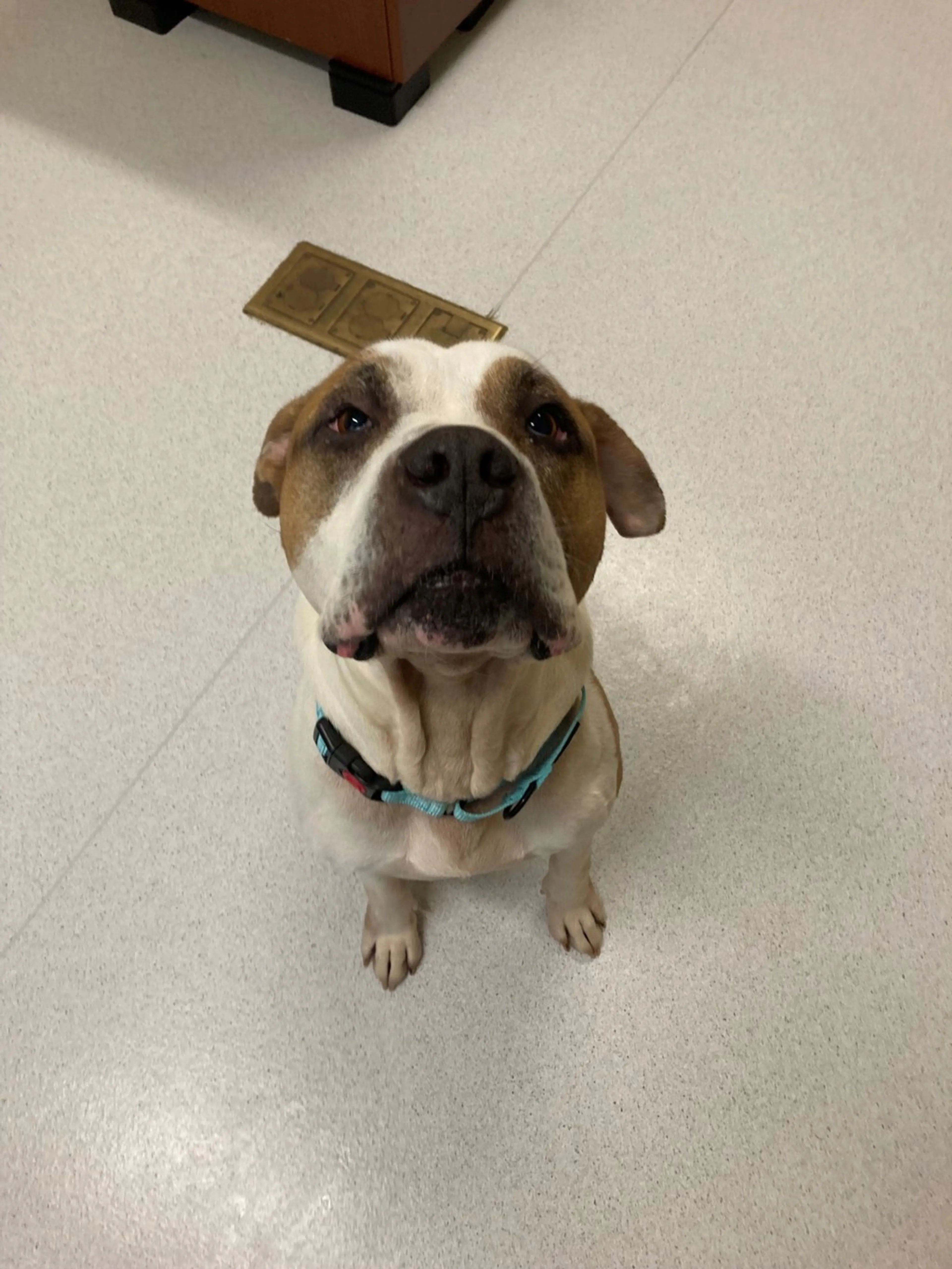 Found pet-1