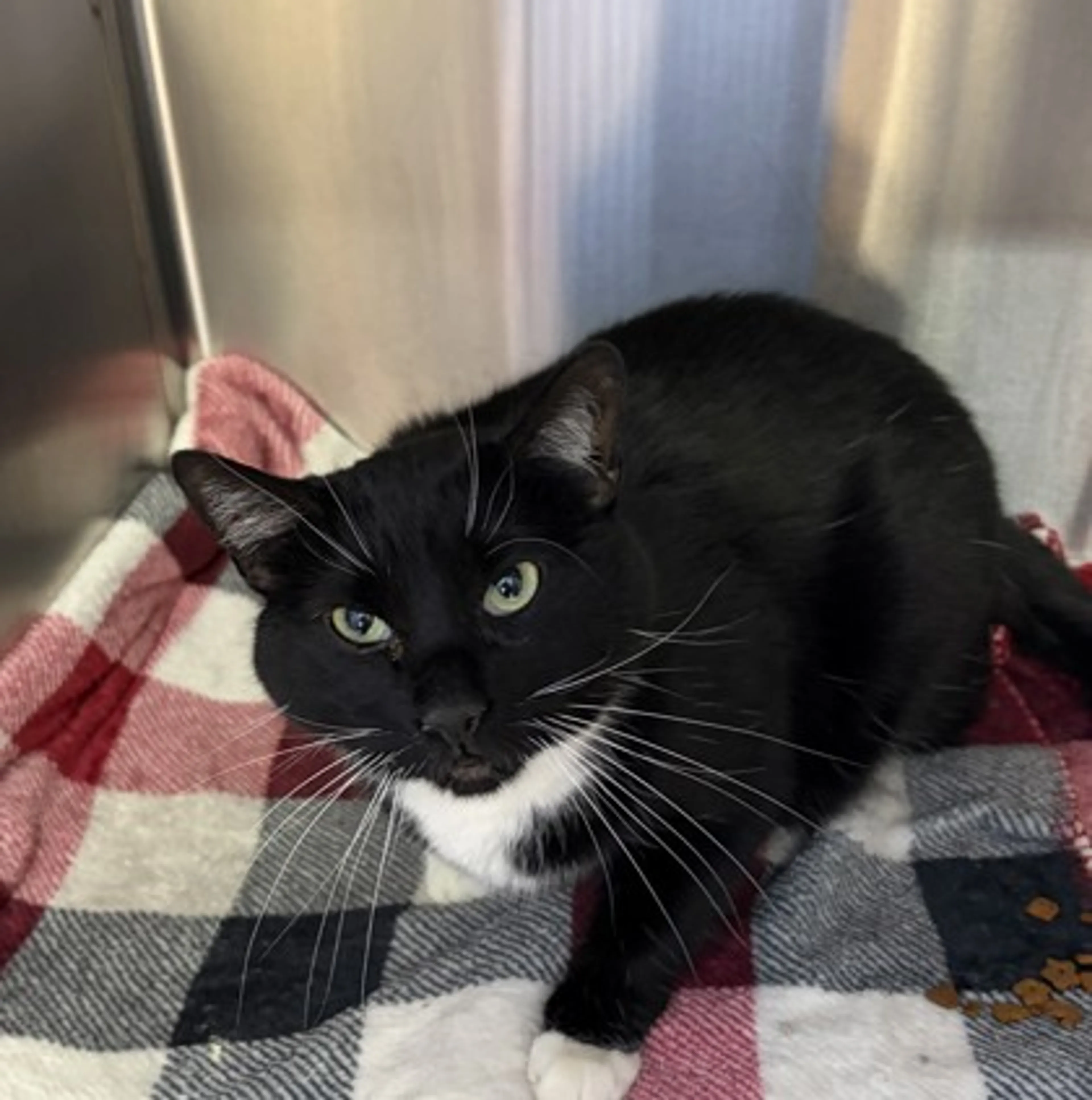 Found pet