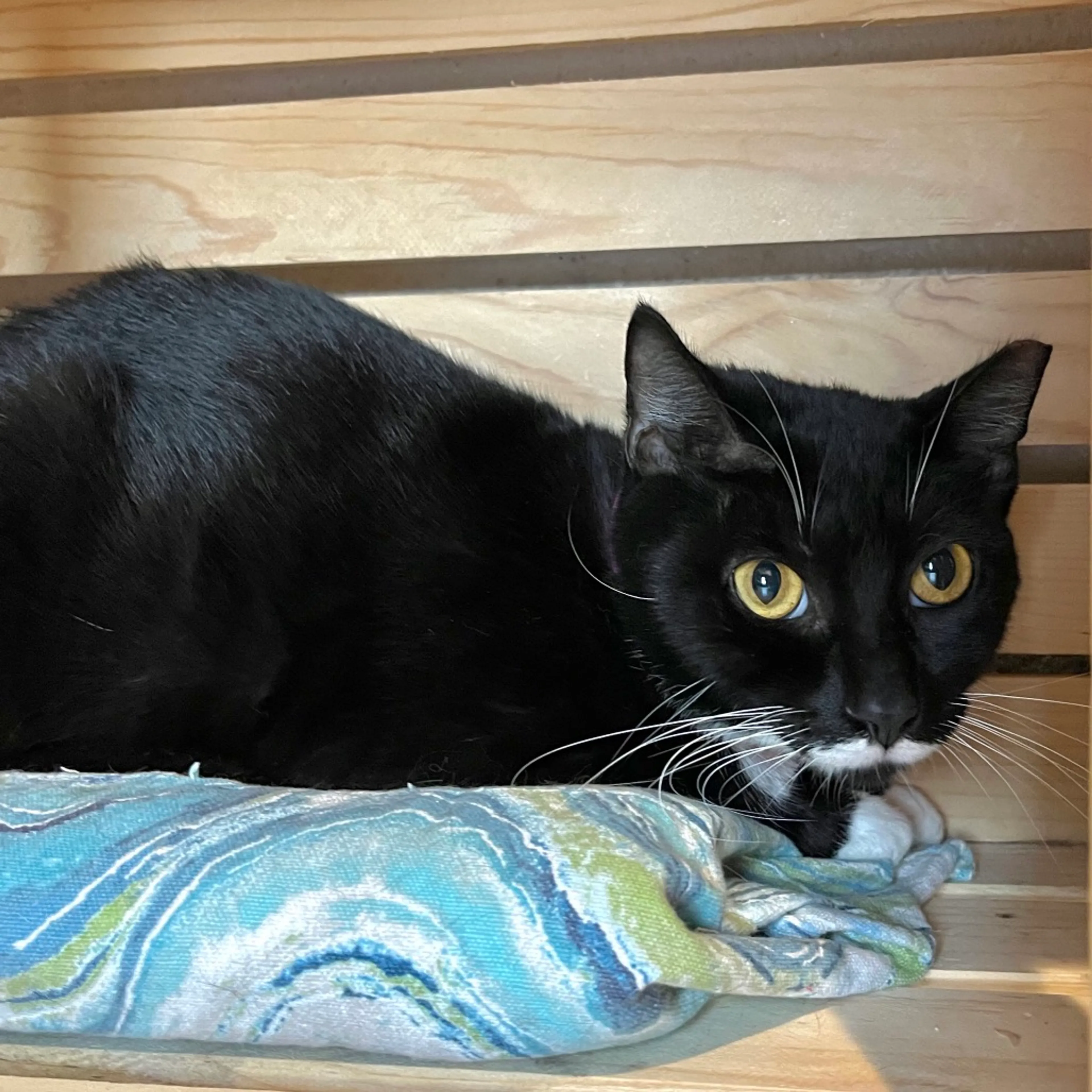 Found pet-2