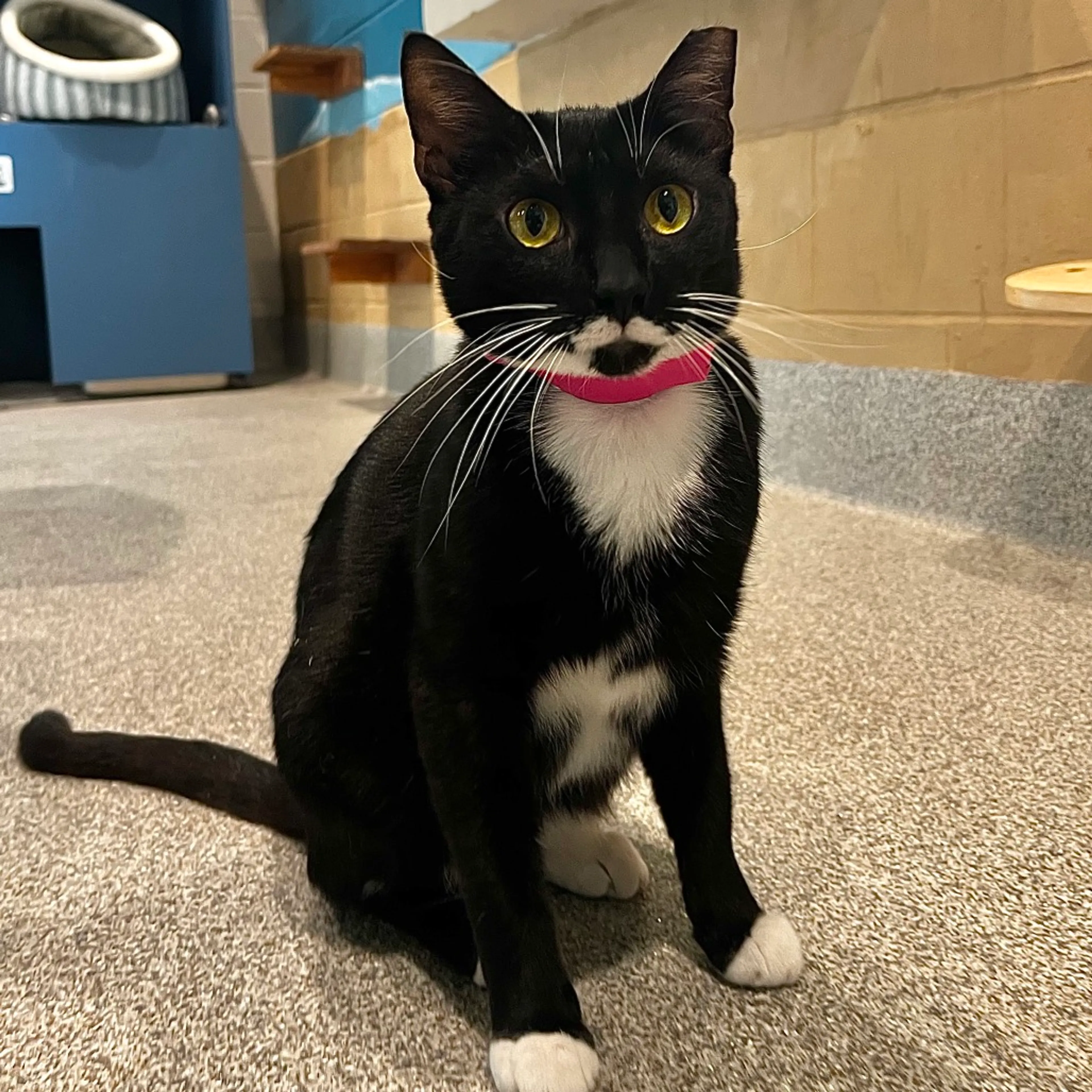 Found pet-4