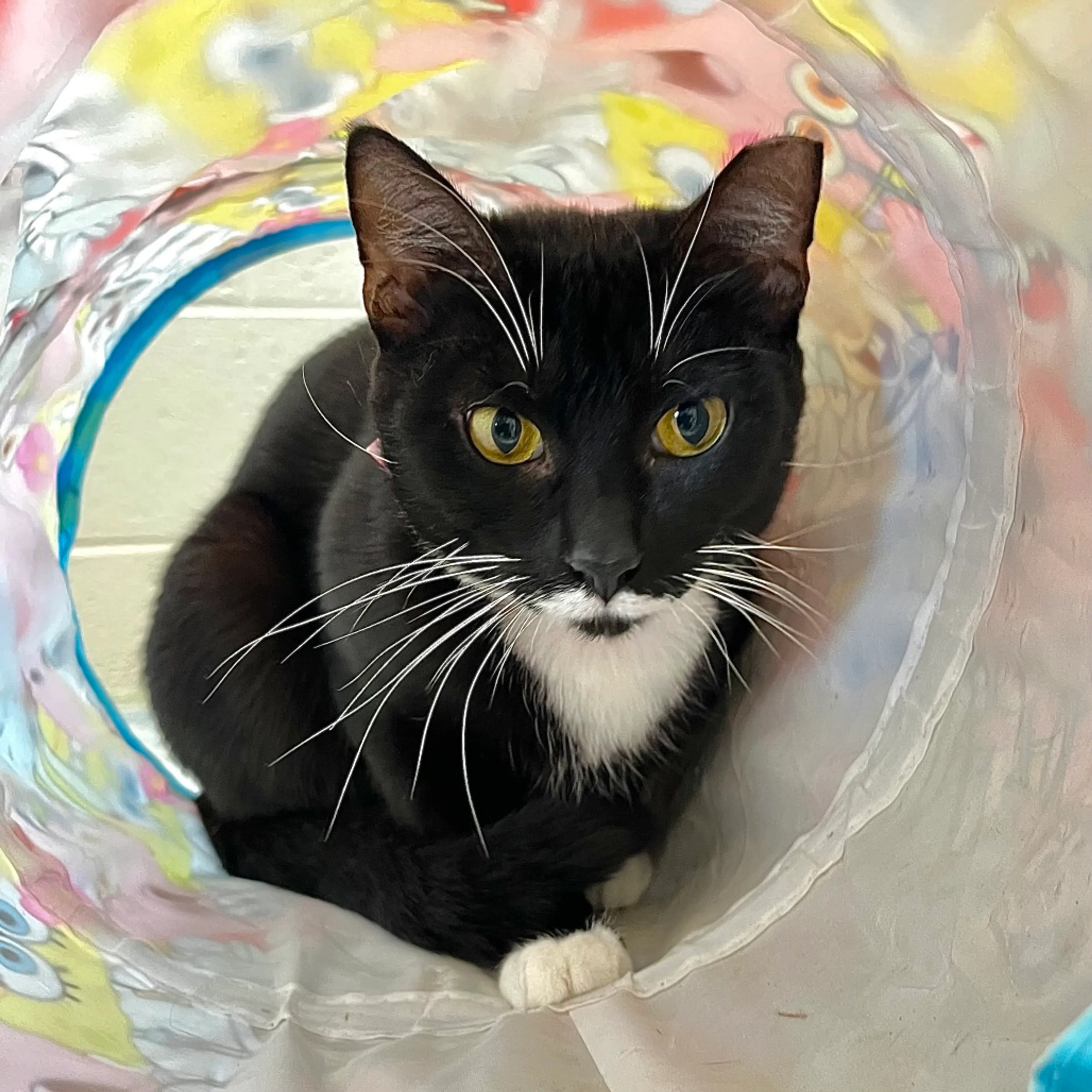 Found pet-3