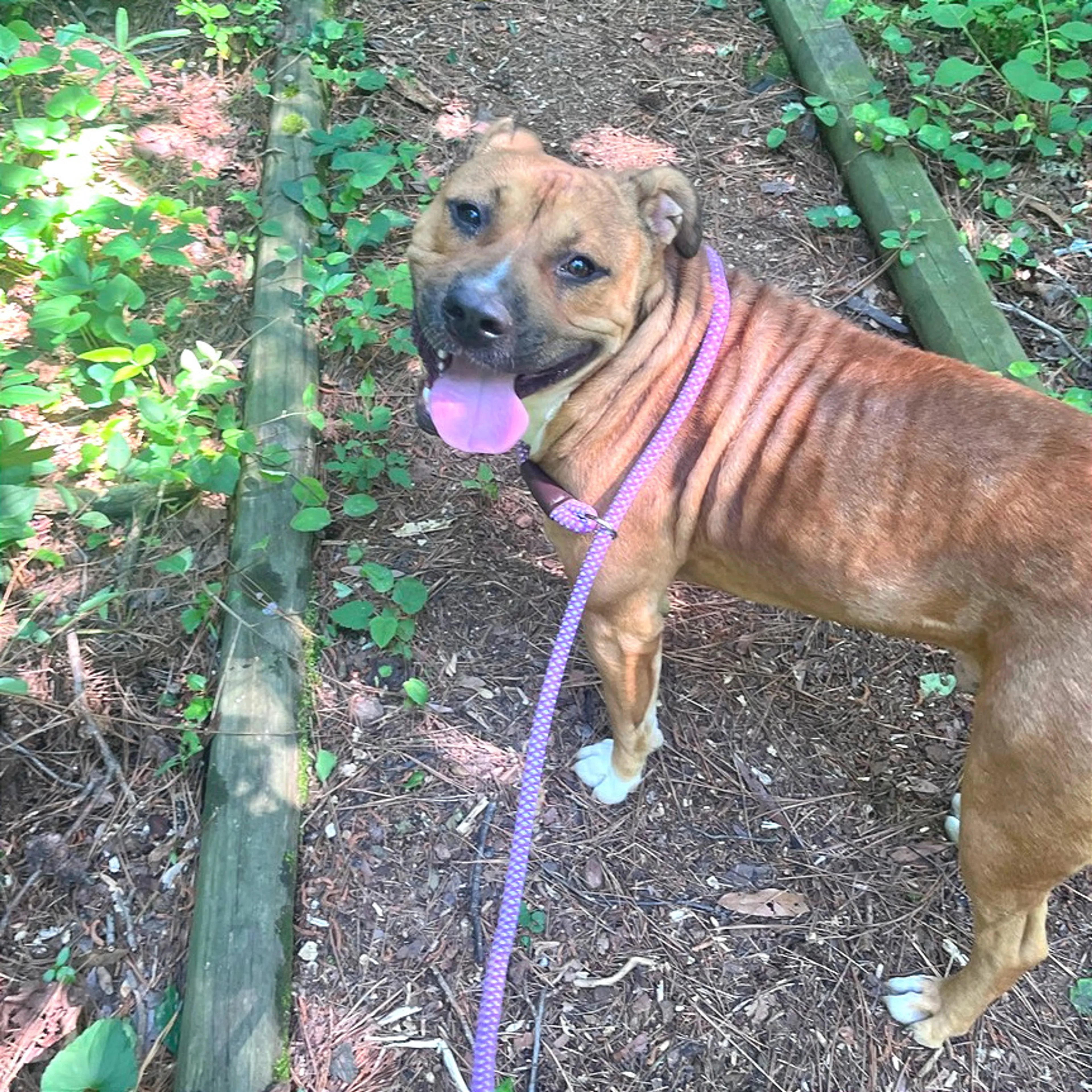 Found pet-1