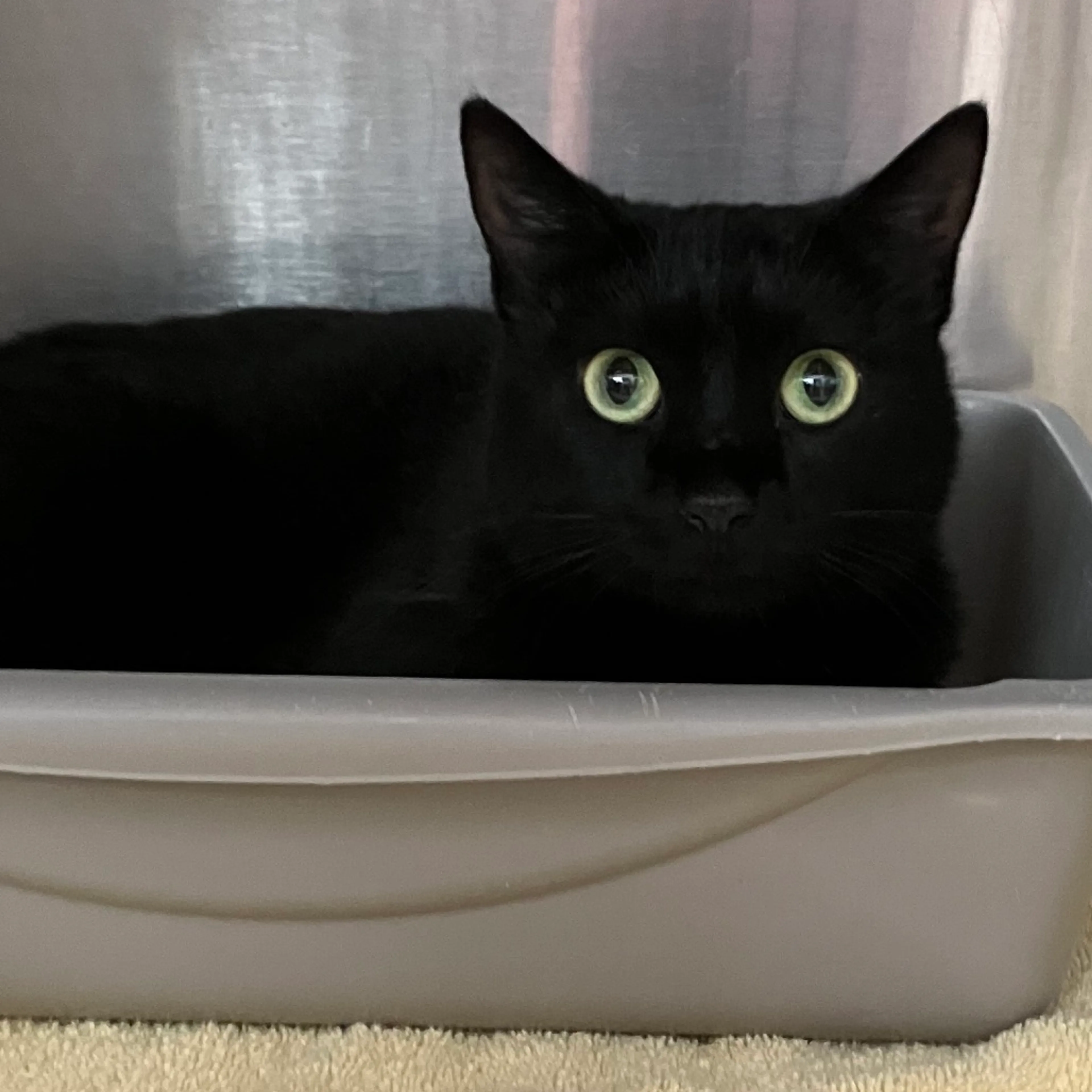 Found pet-1
