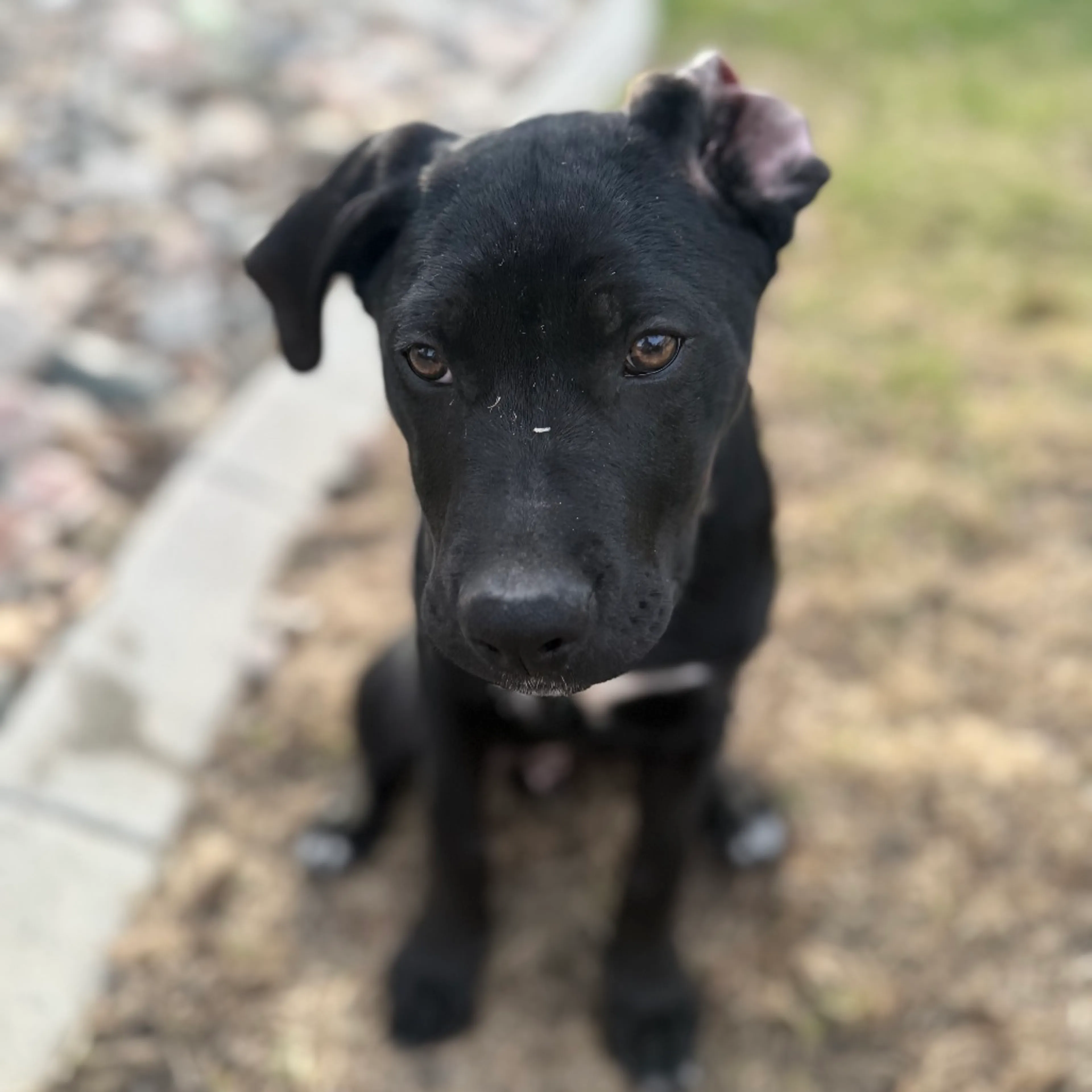 Found pet-7