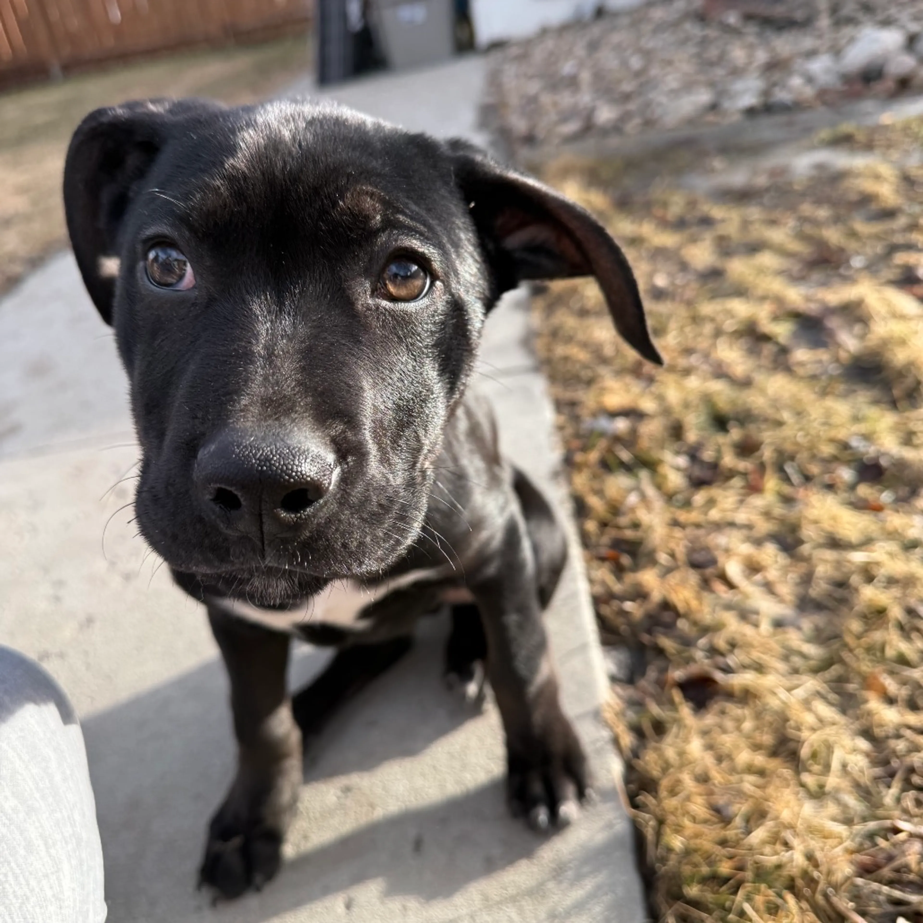 Found pet-2