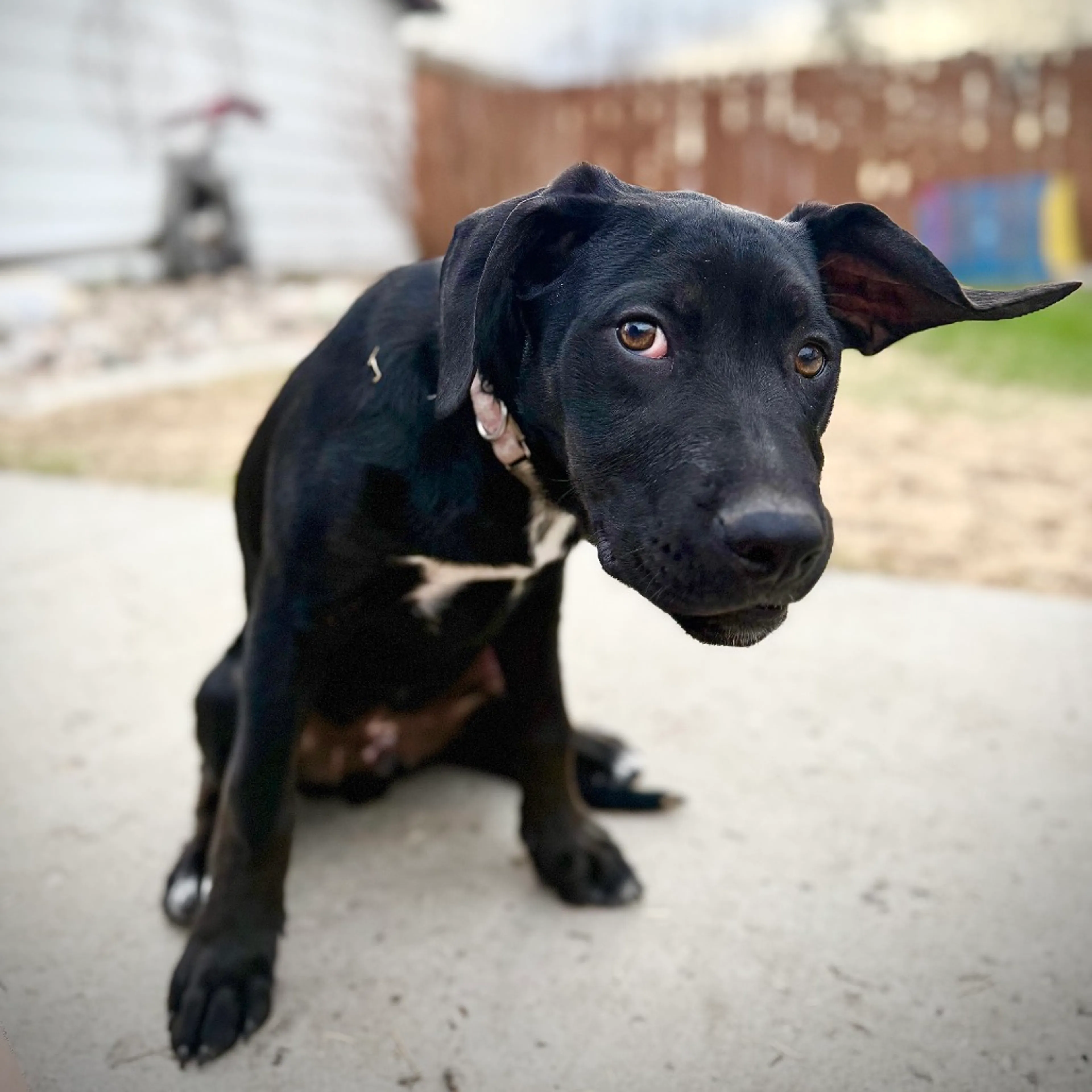 Found pet-6