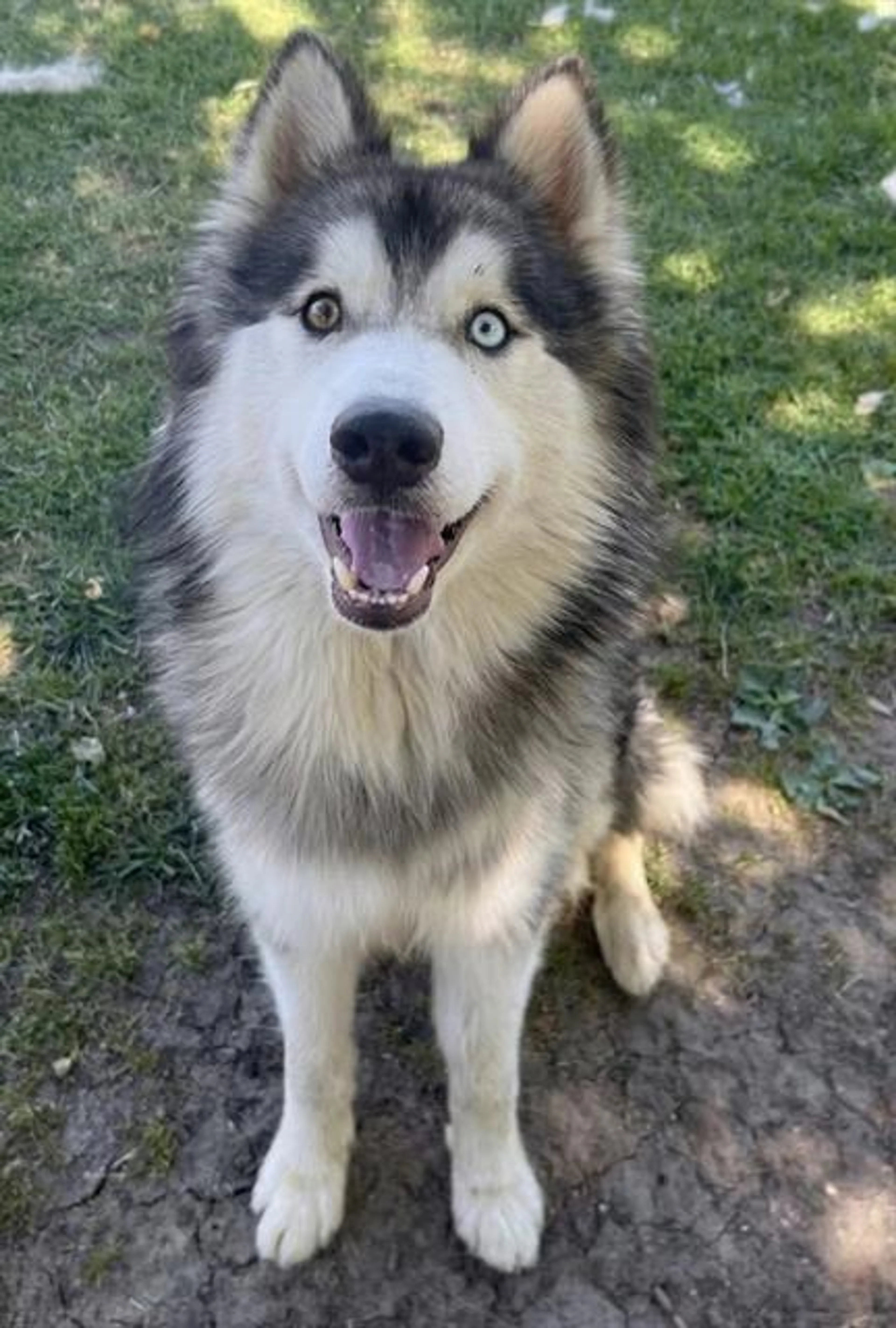Found pet