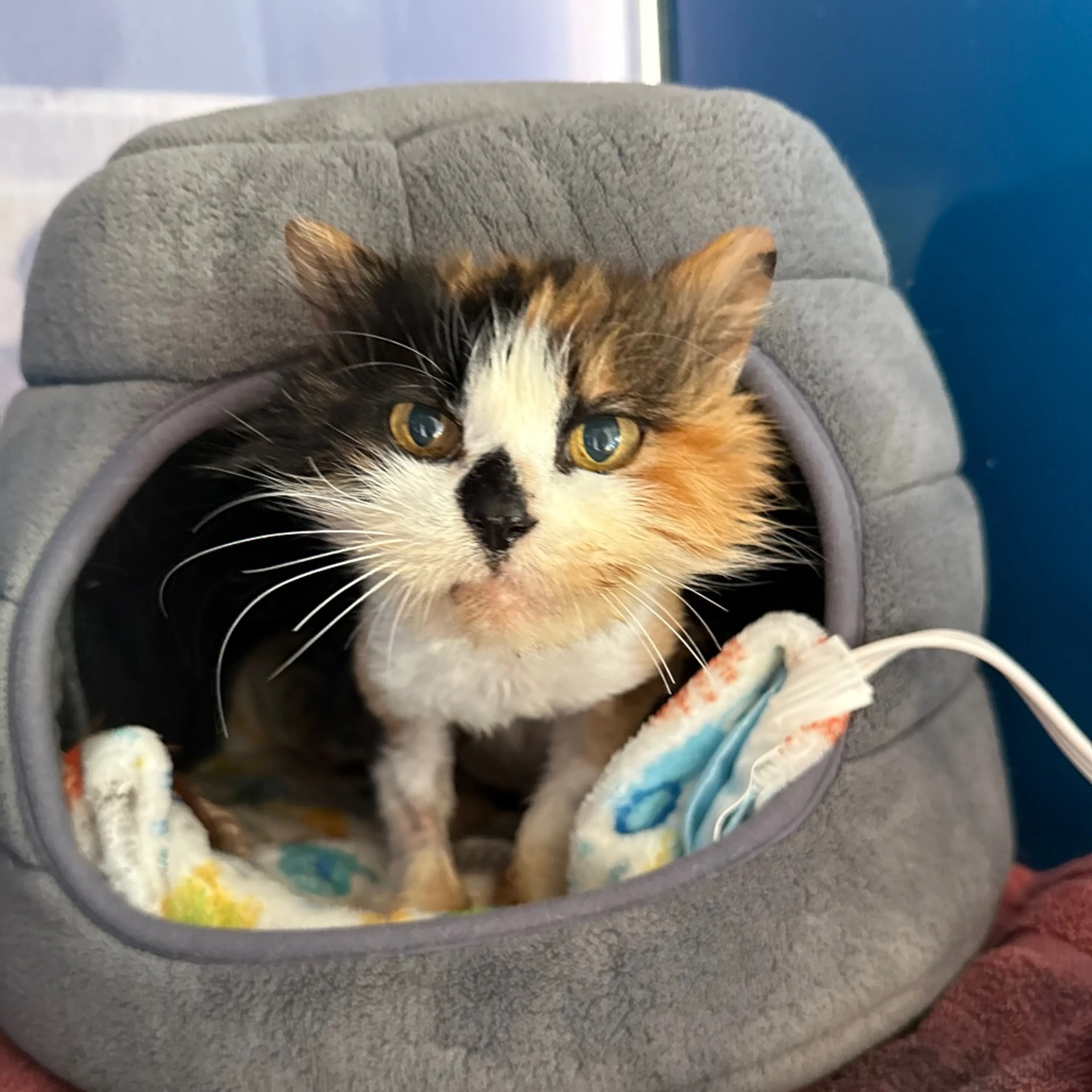 Found pet-1