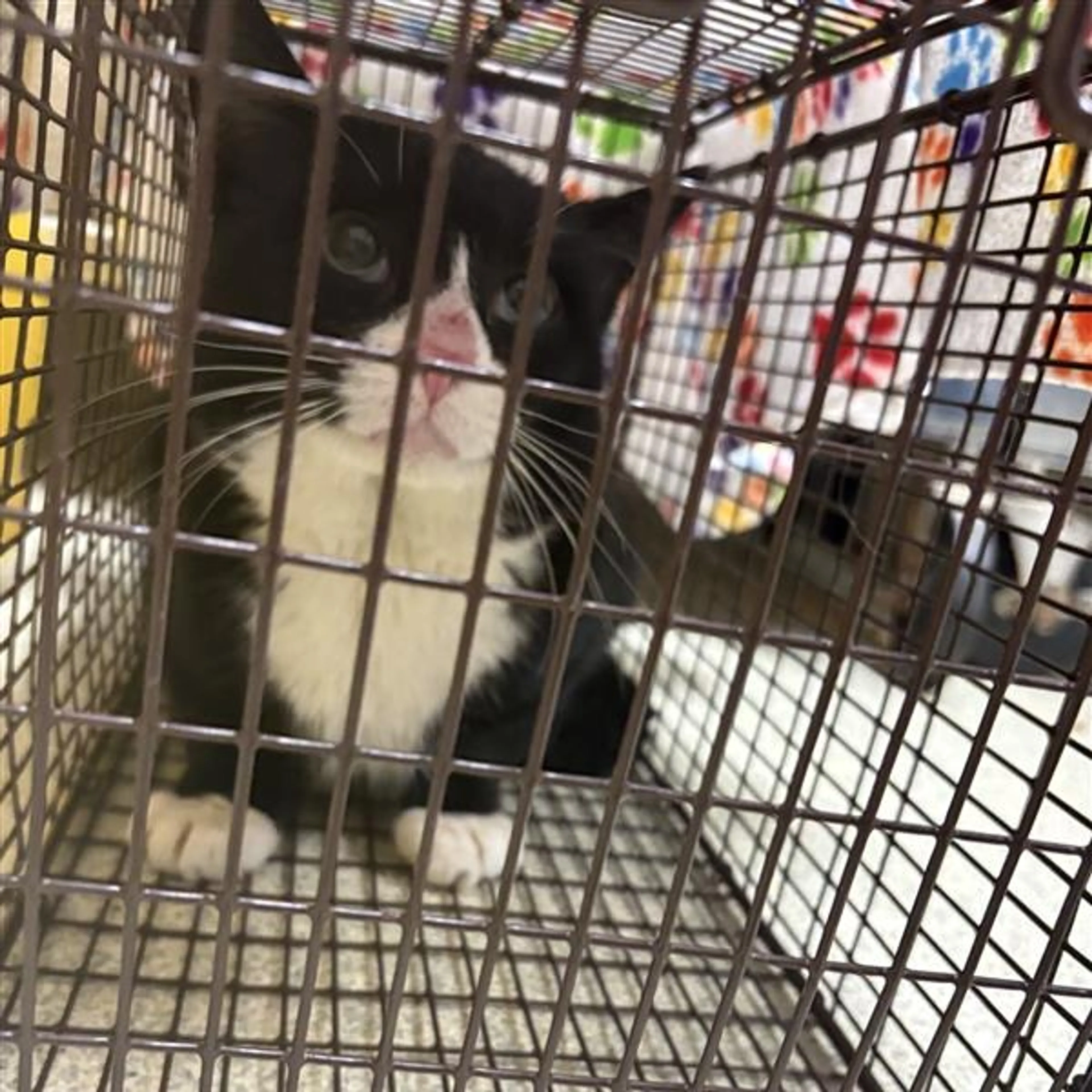 Found pet
