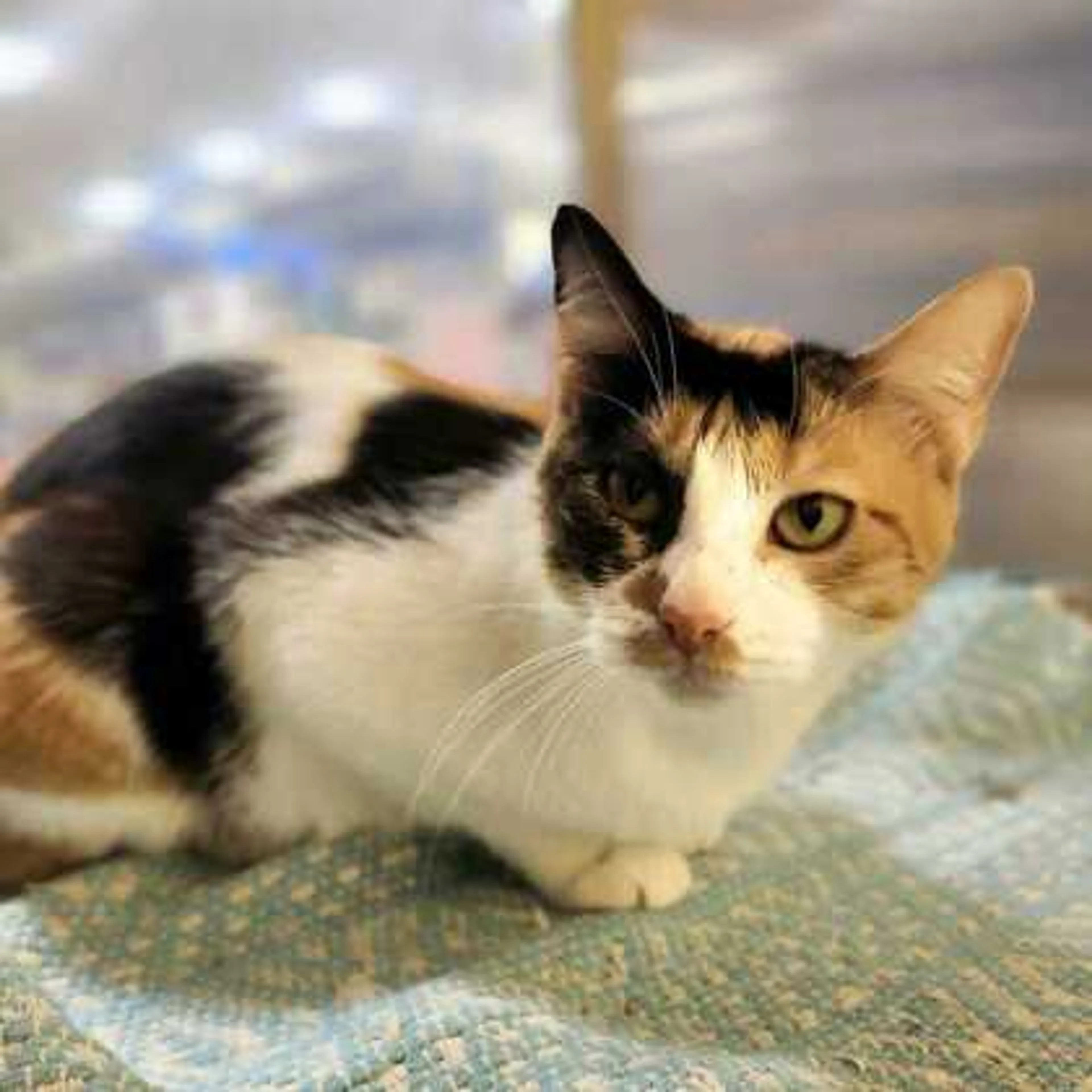 Found pet-1