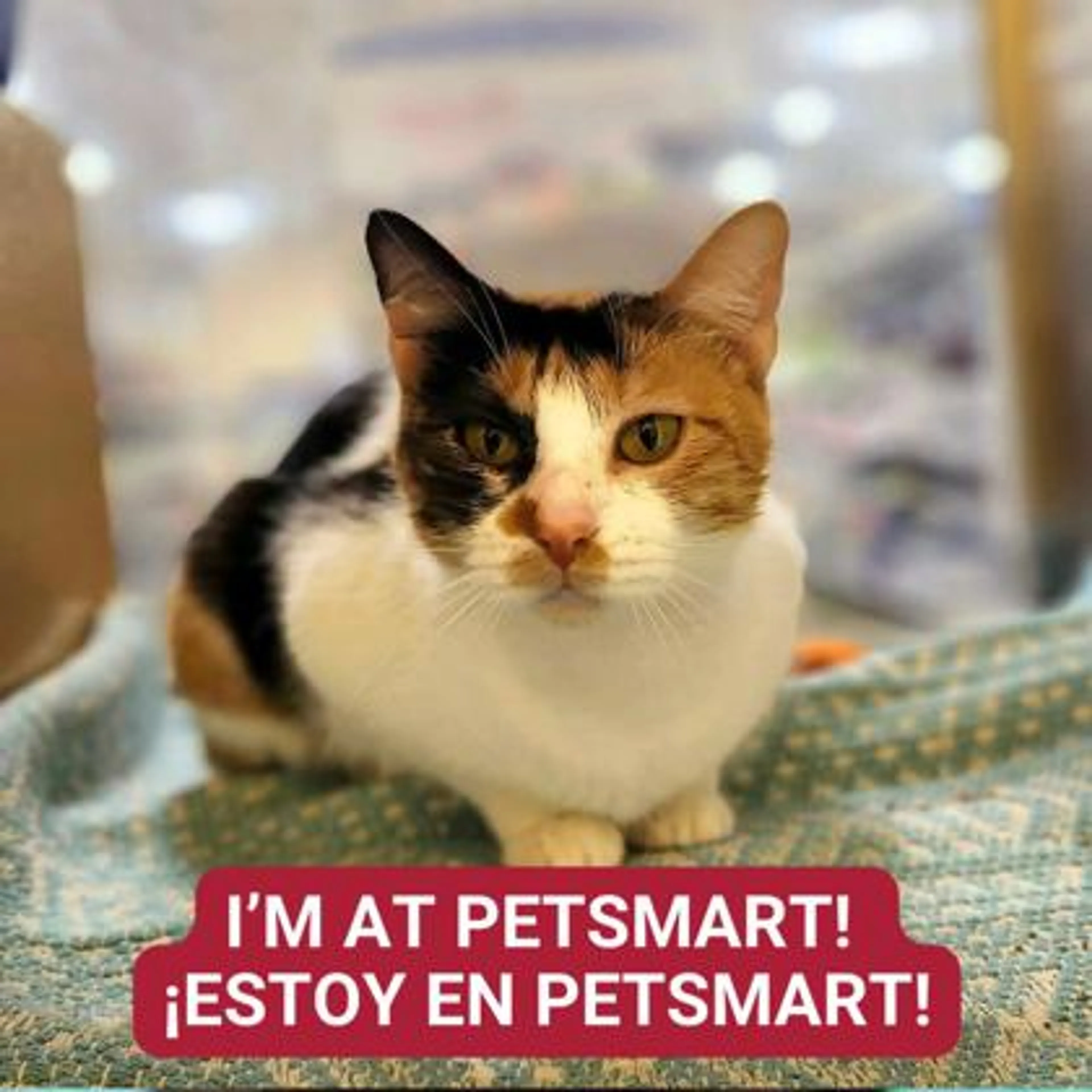 Found pet-0