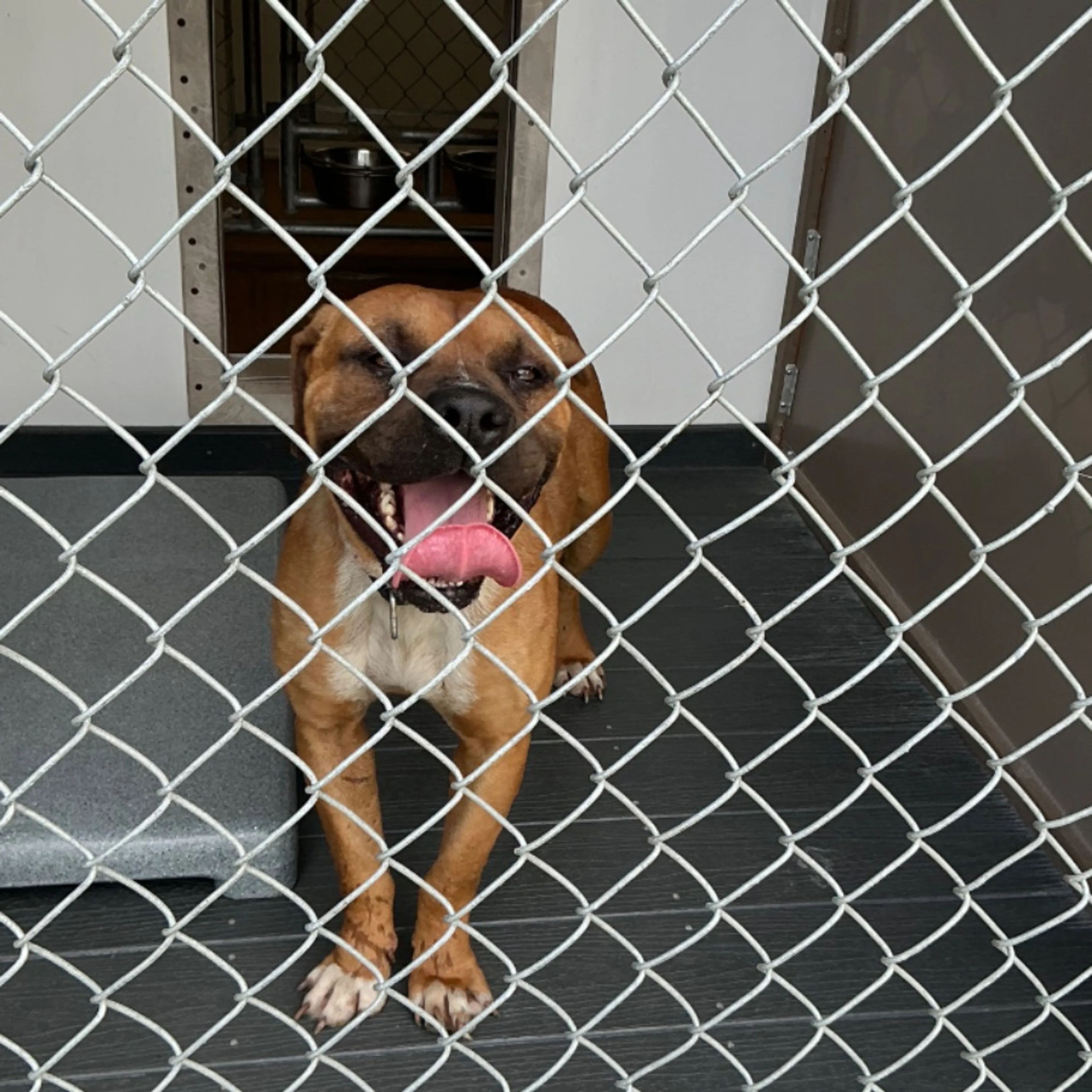 Found pet