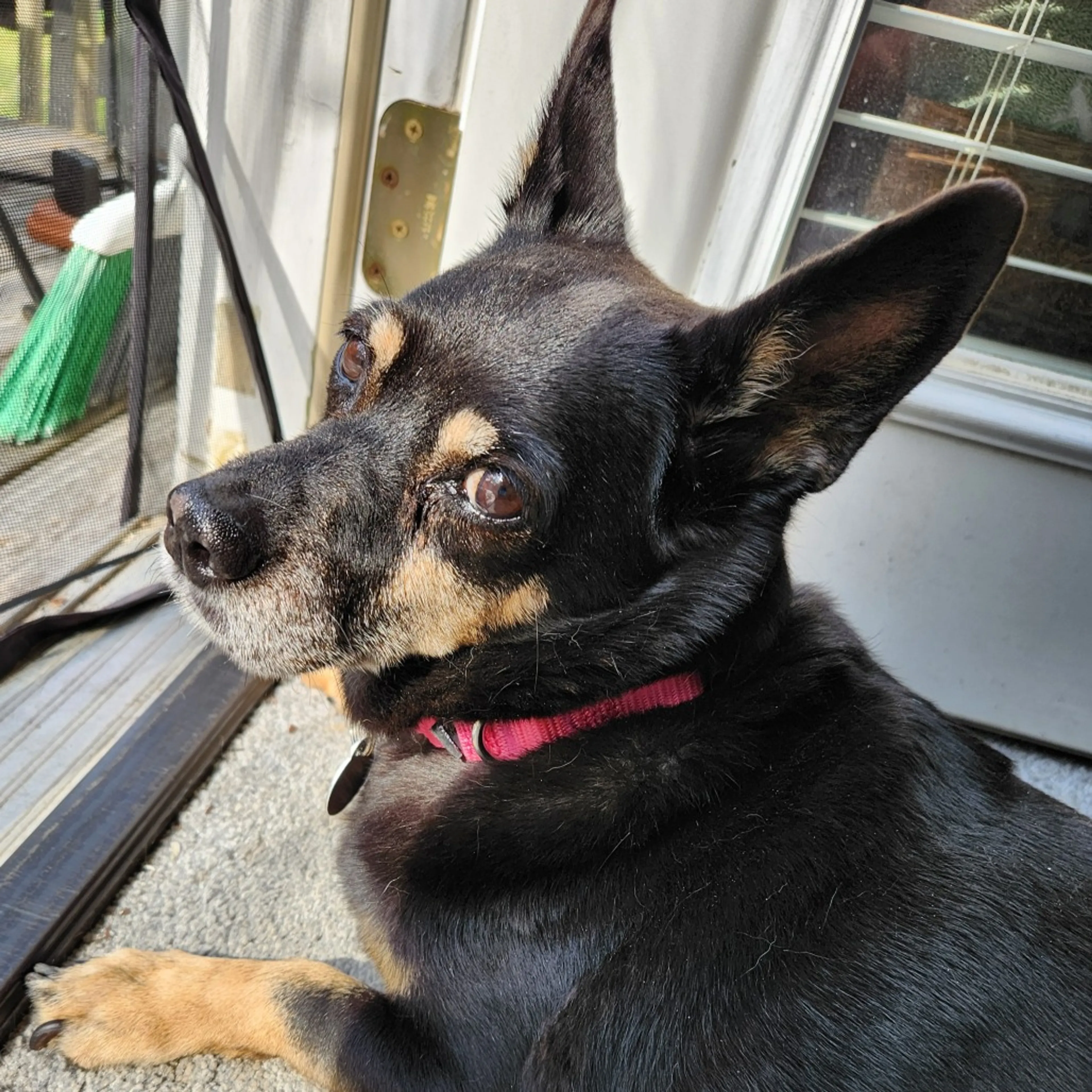 Found pet-4