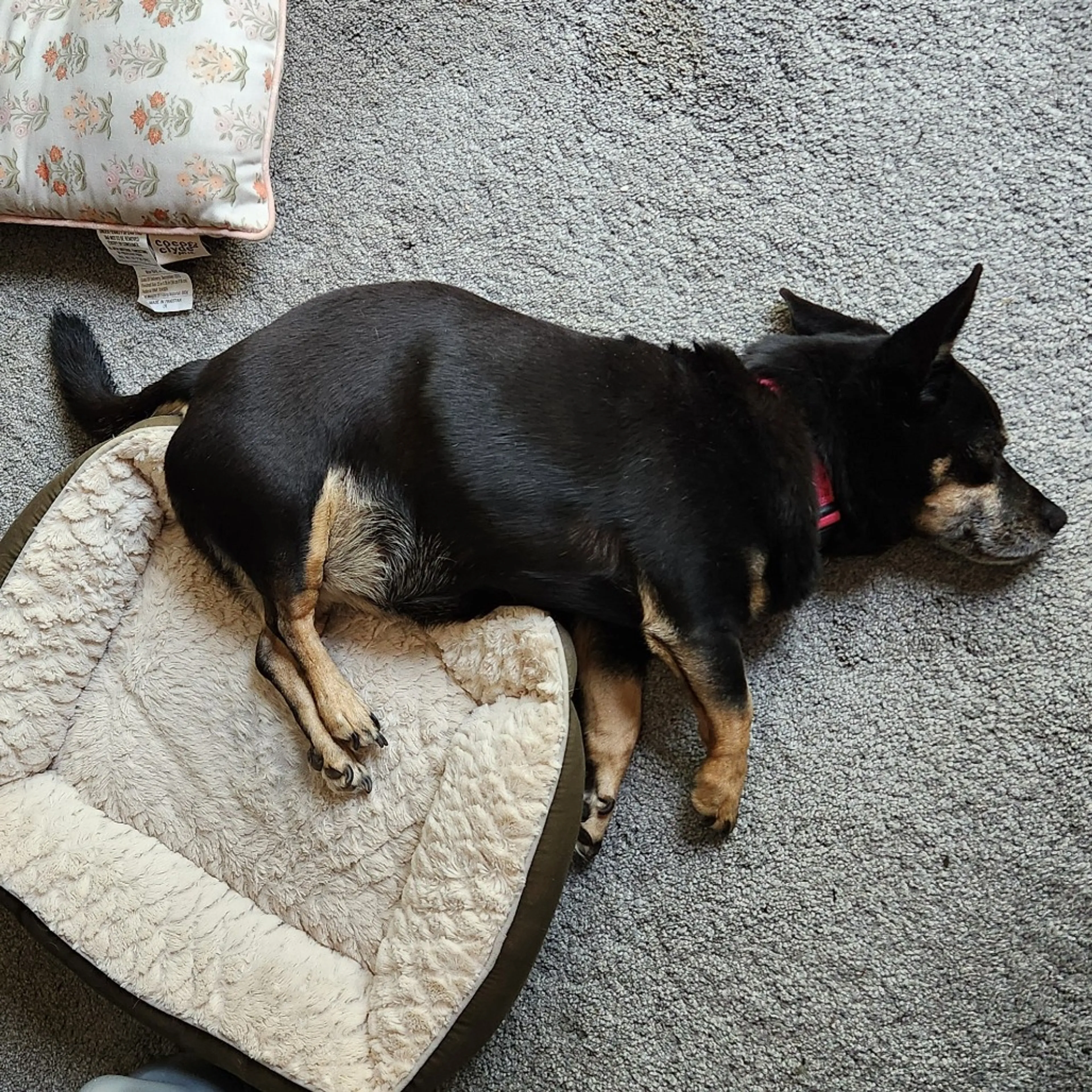 Found pet-6
