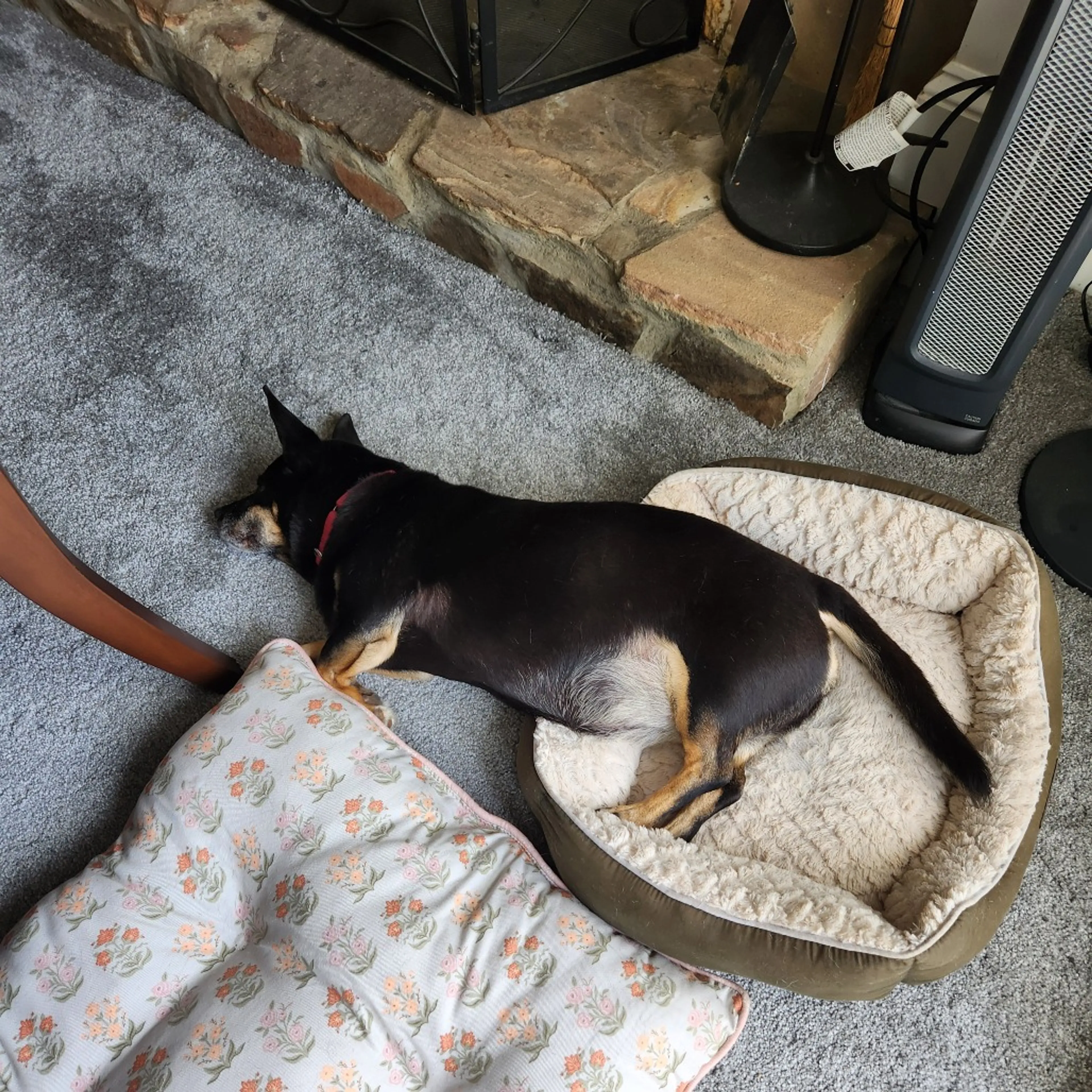 Found pet-3