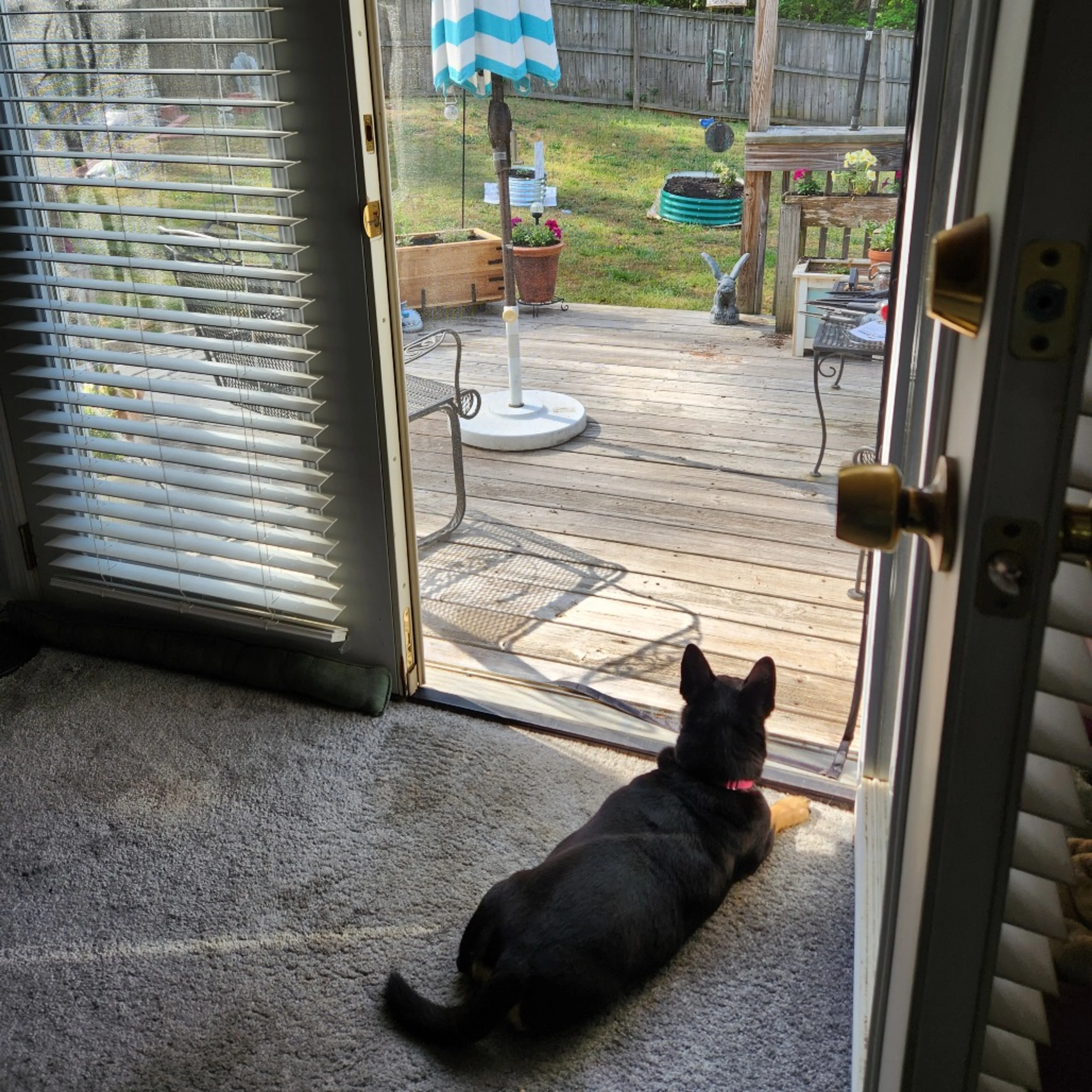 Found pet-5