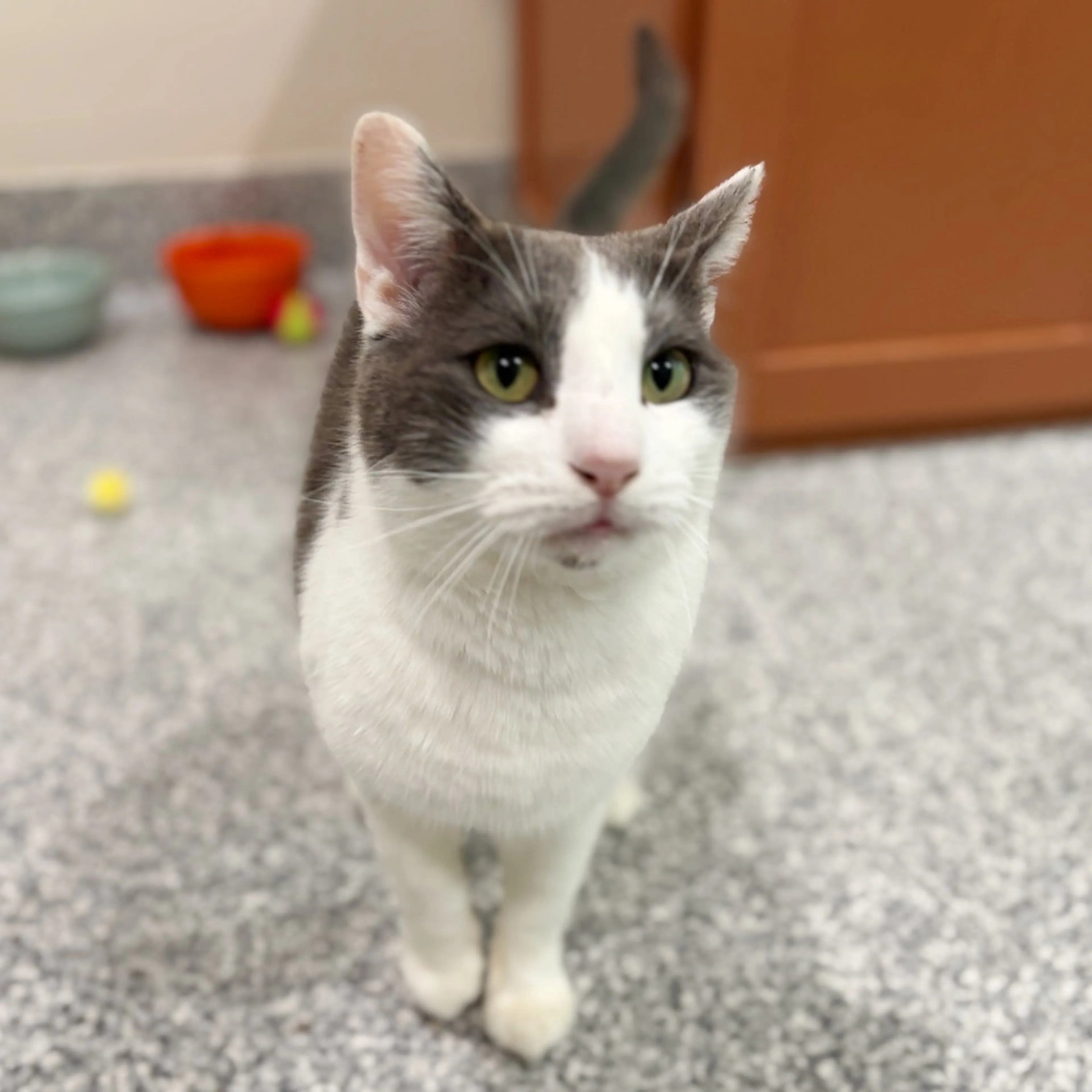 Found pet-2