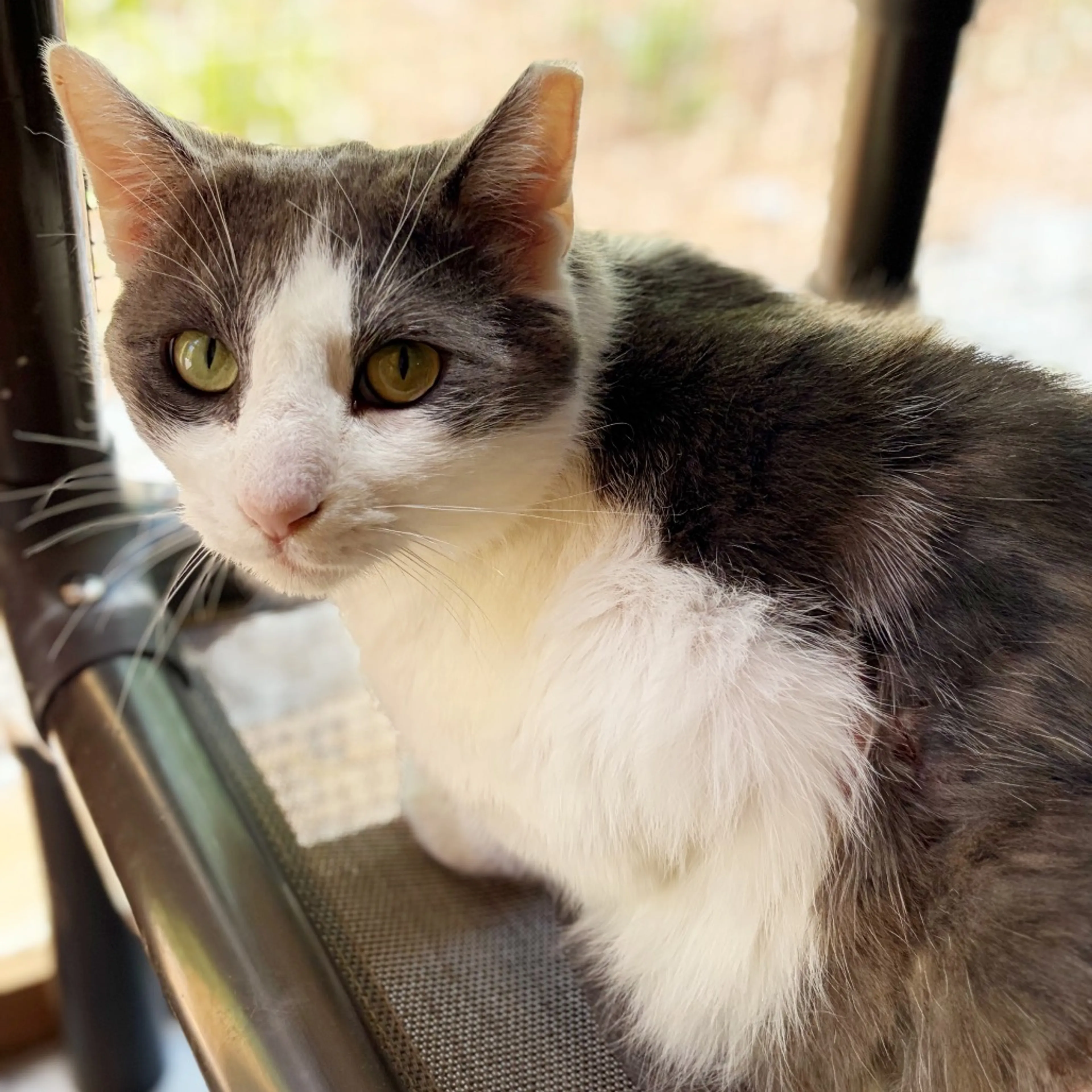 Found pet-1