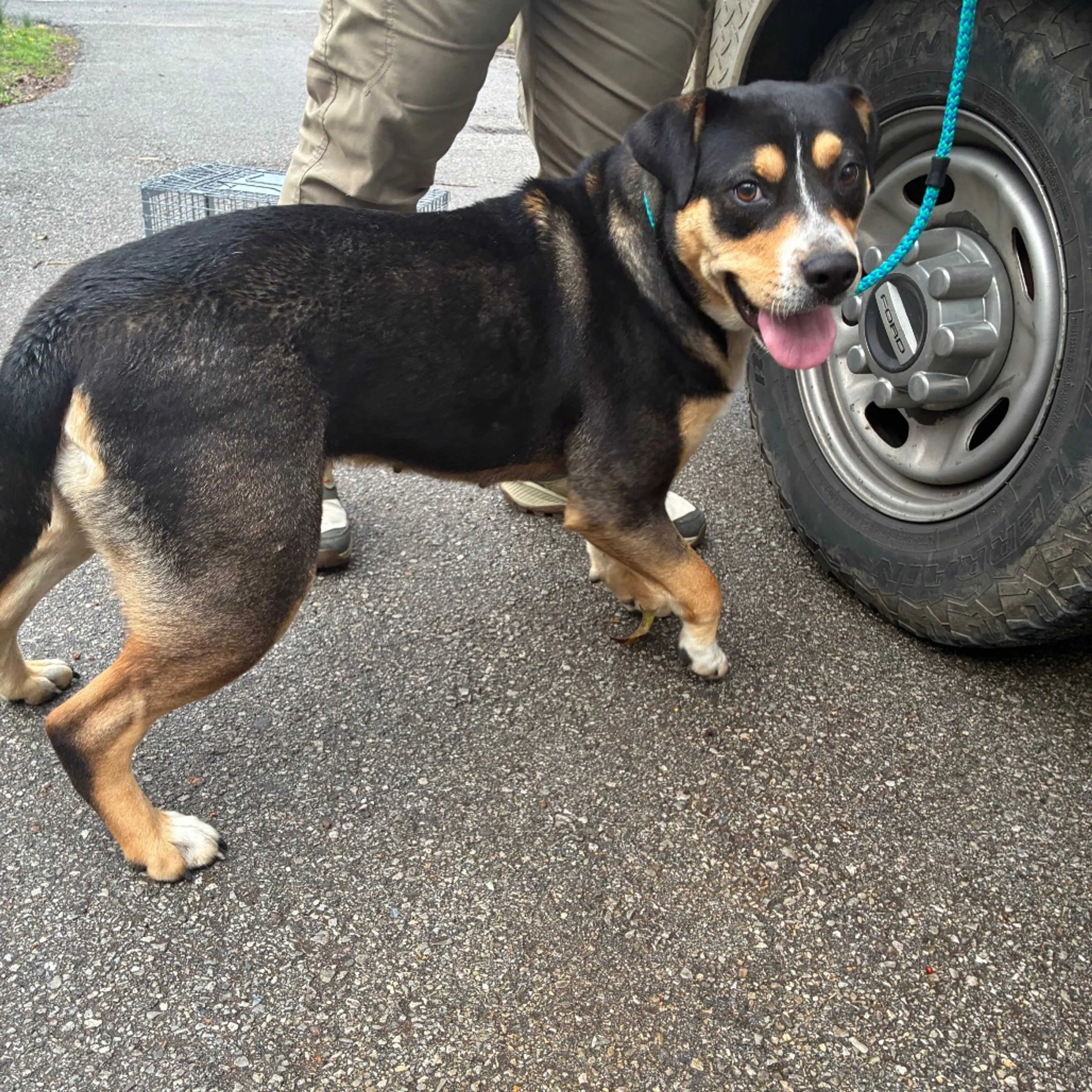 Found pet-1