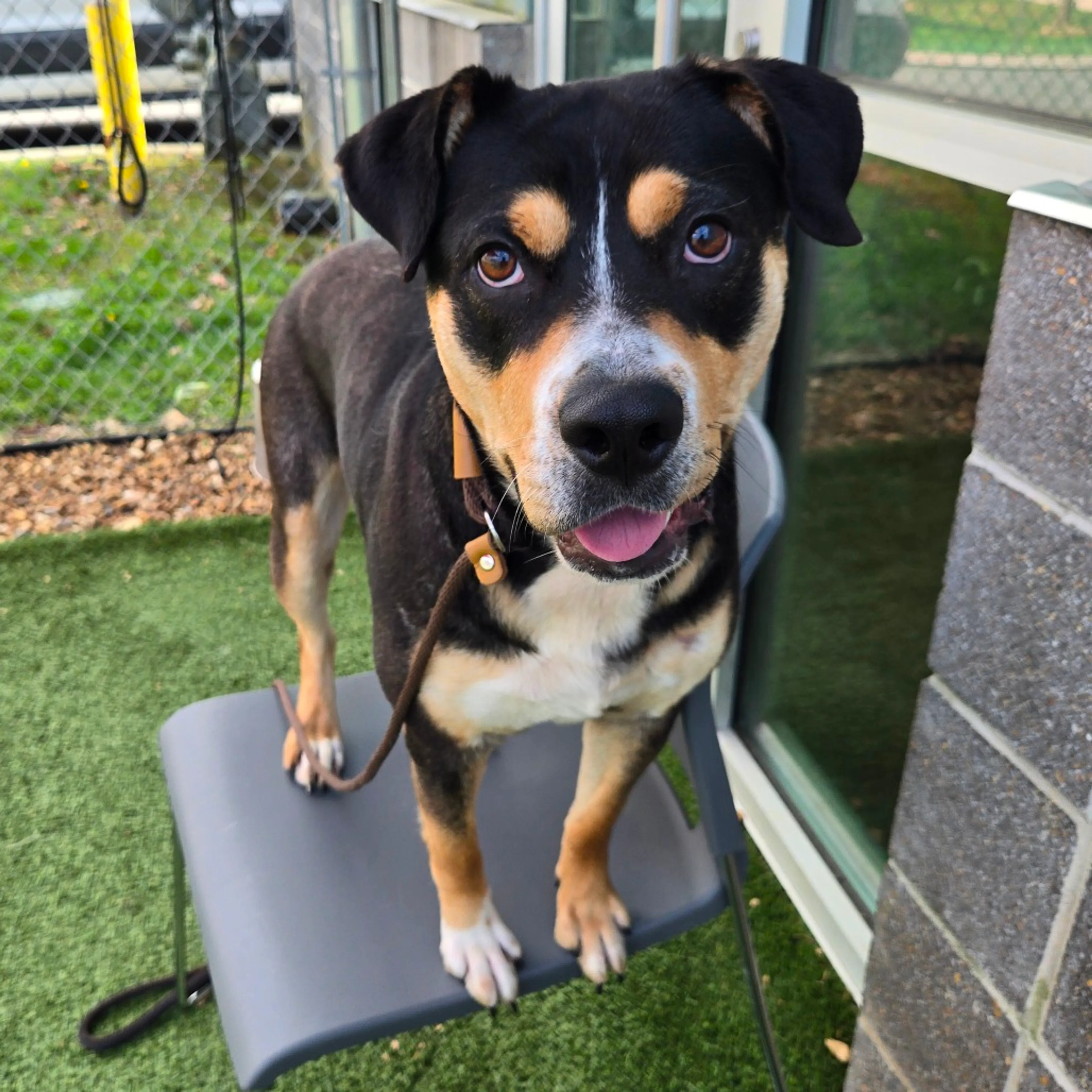 Found pet-3
