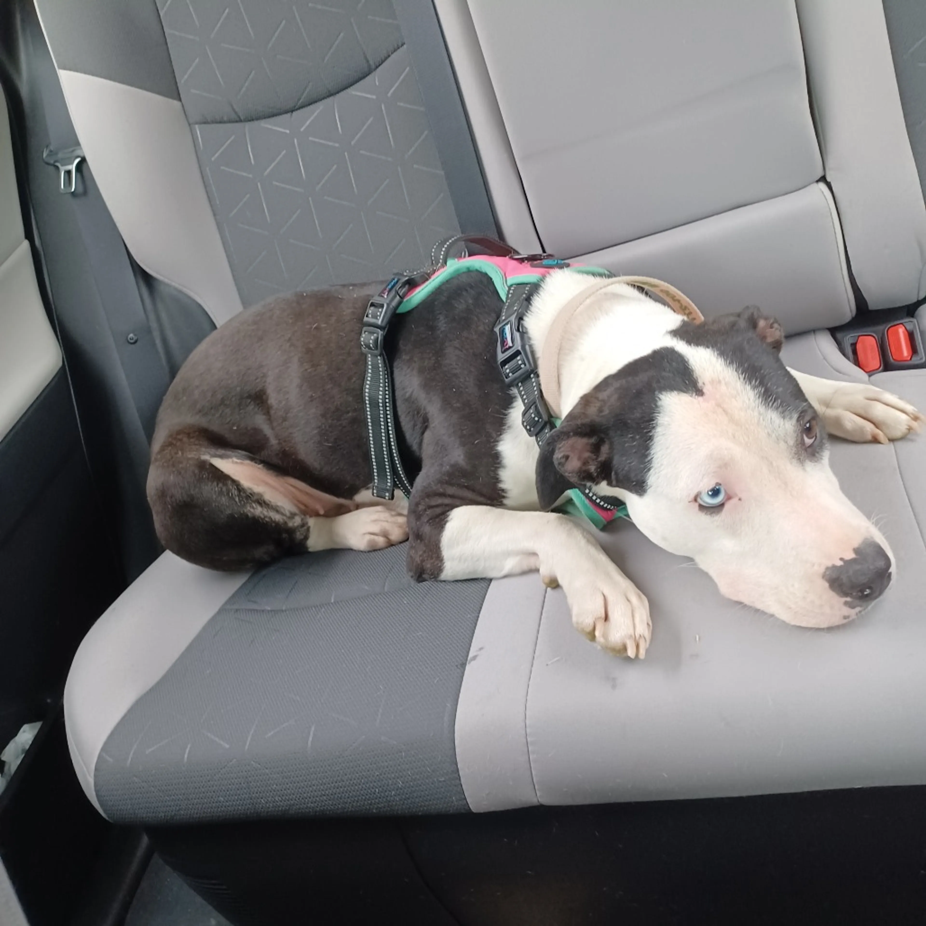Found pet-10