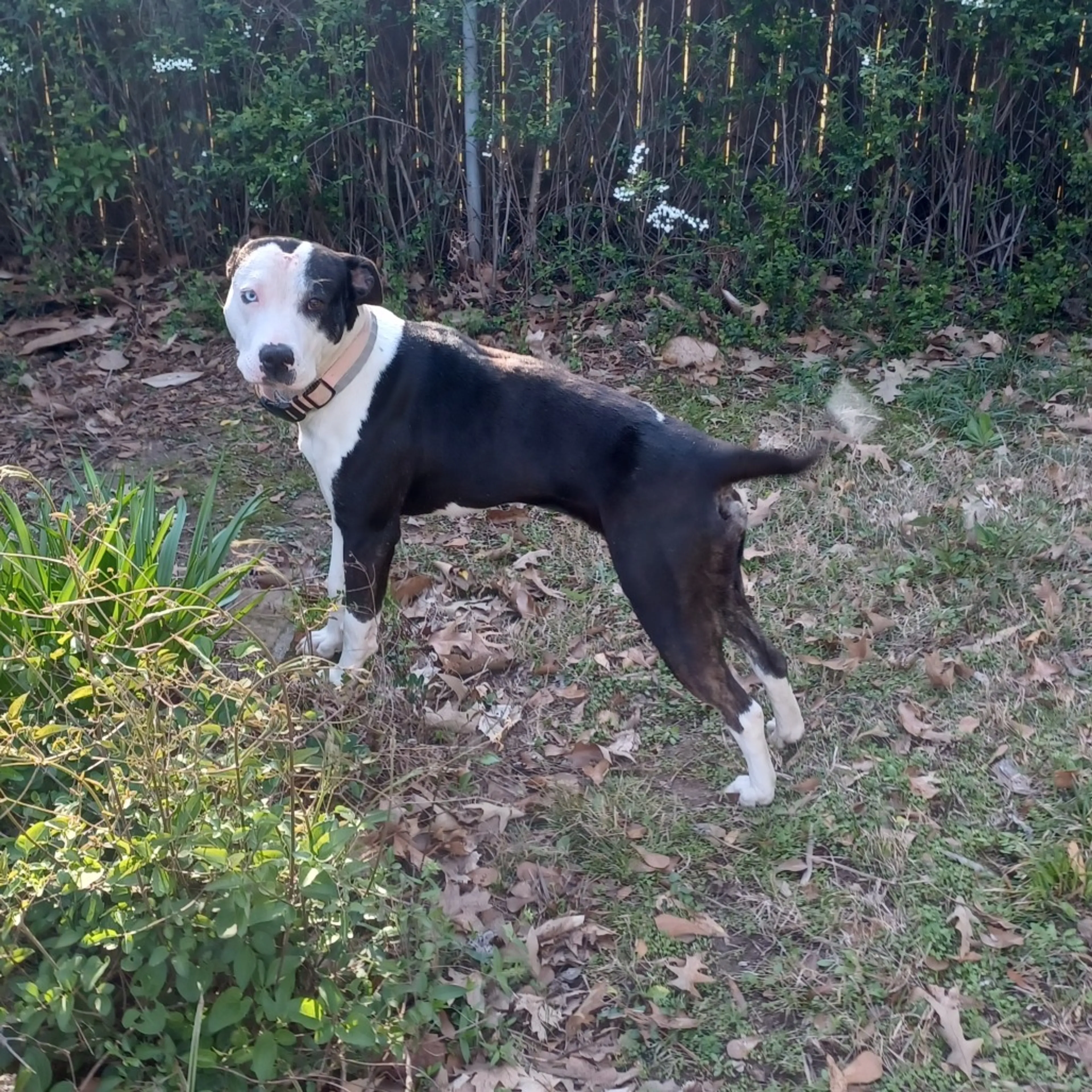 Found pet-7