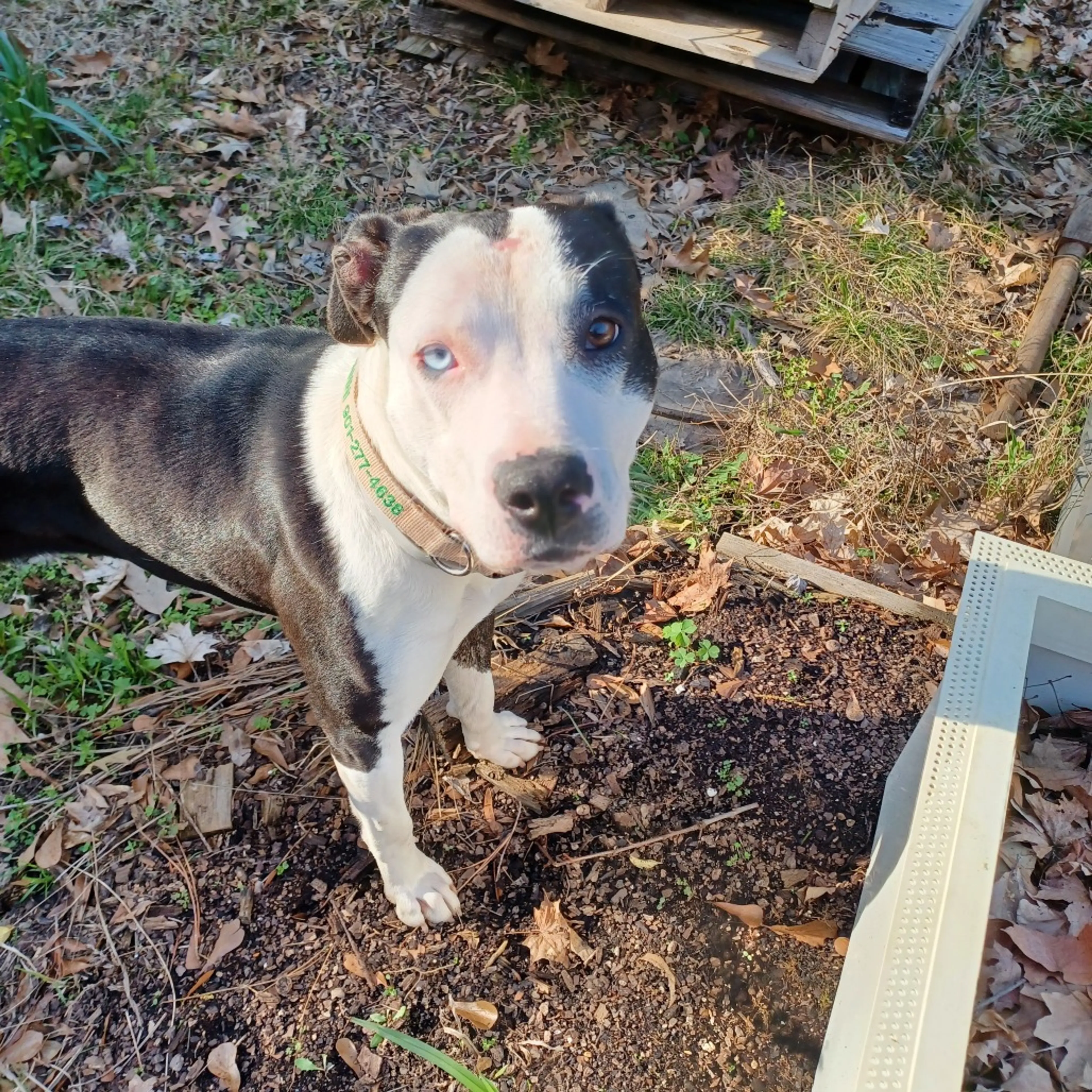 Found pet-5