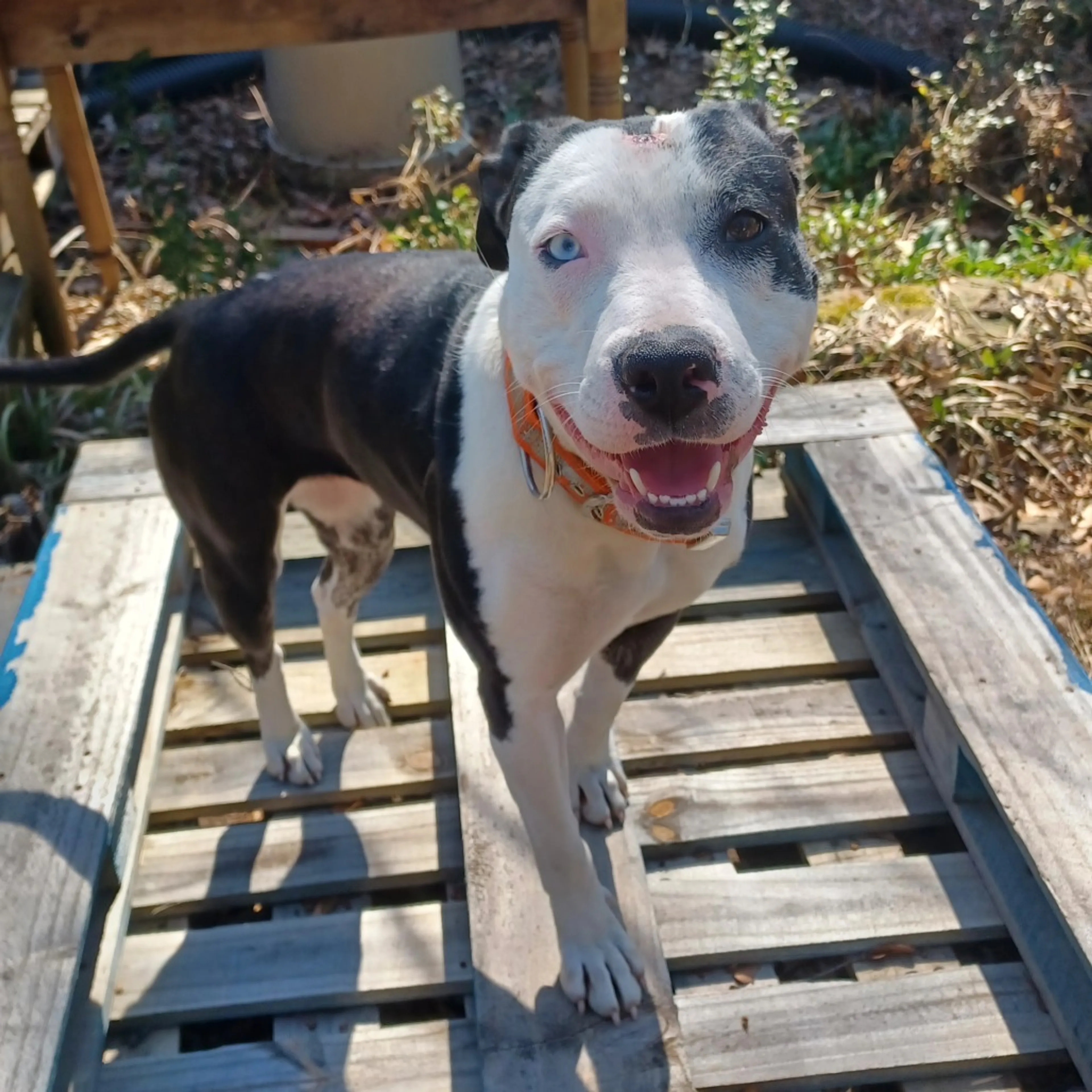Found pet-8