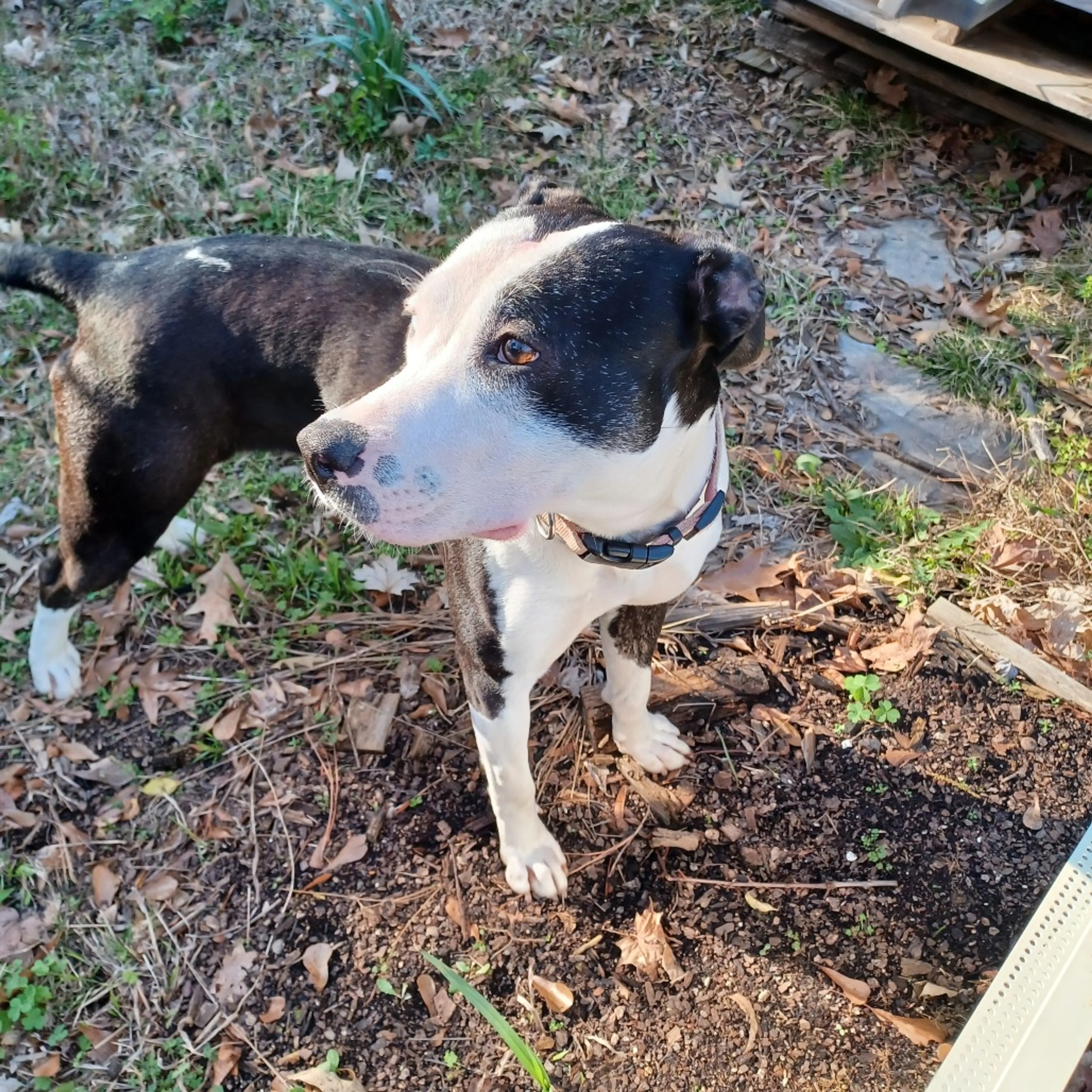 Found pet-6