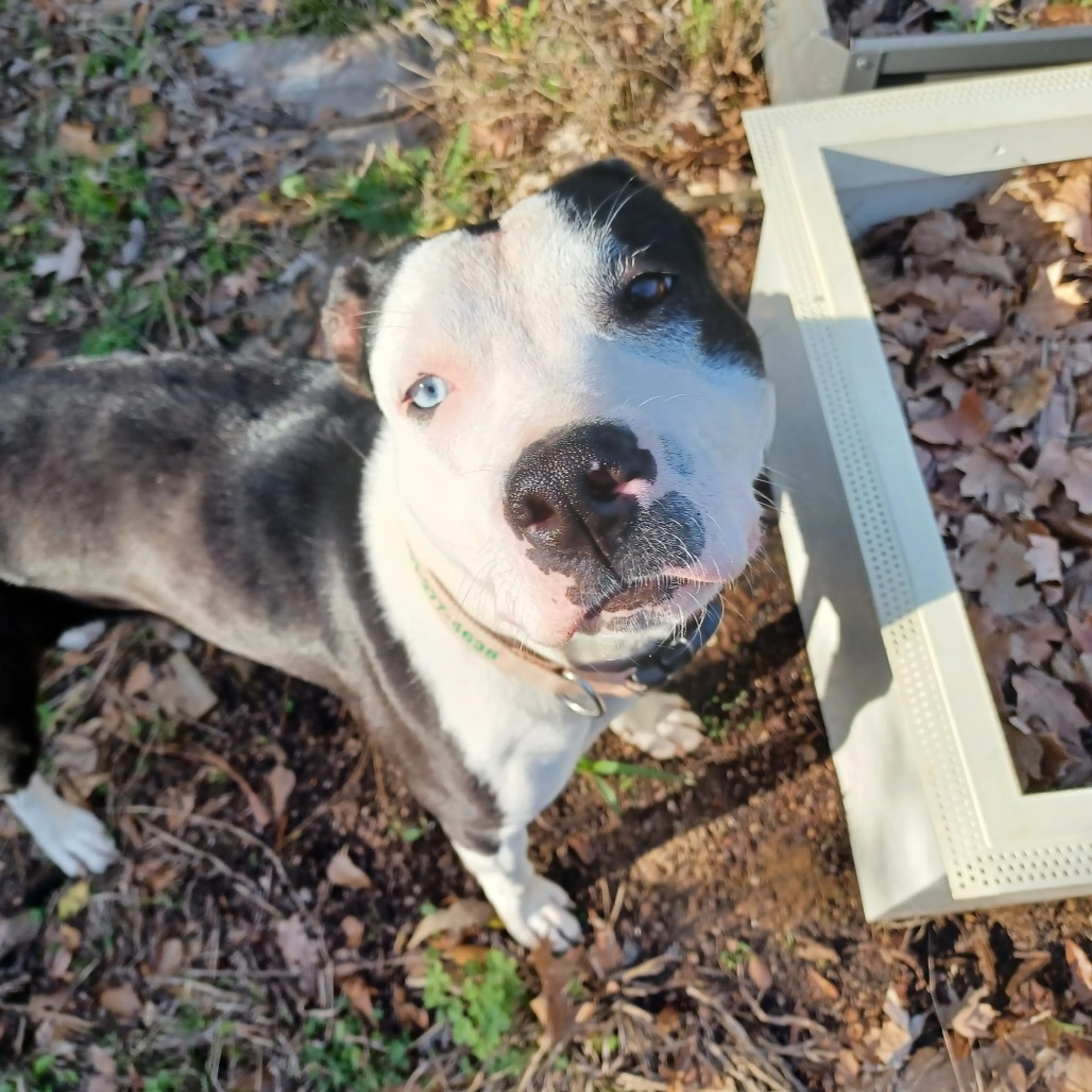 Found pet-3