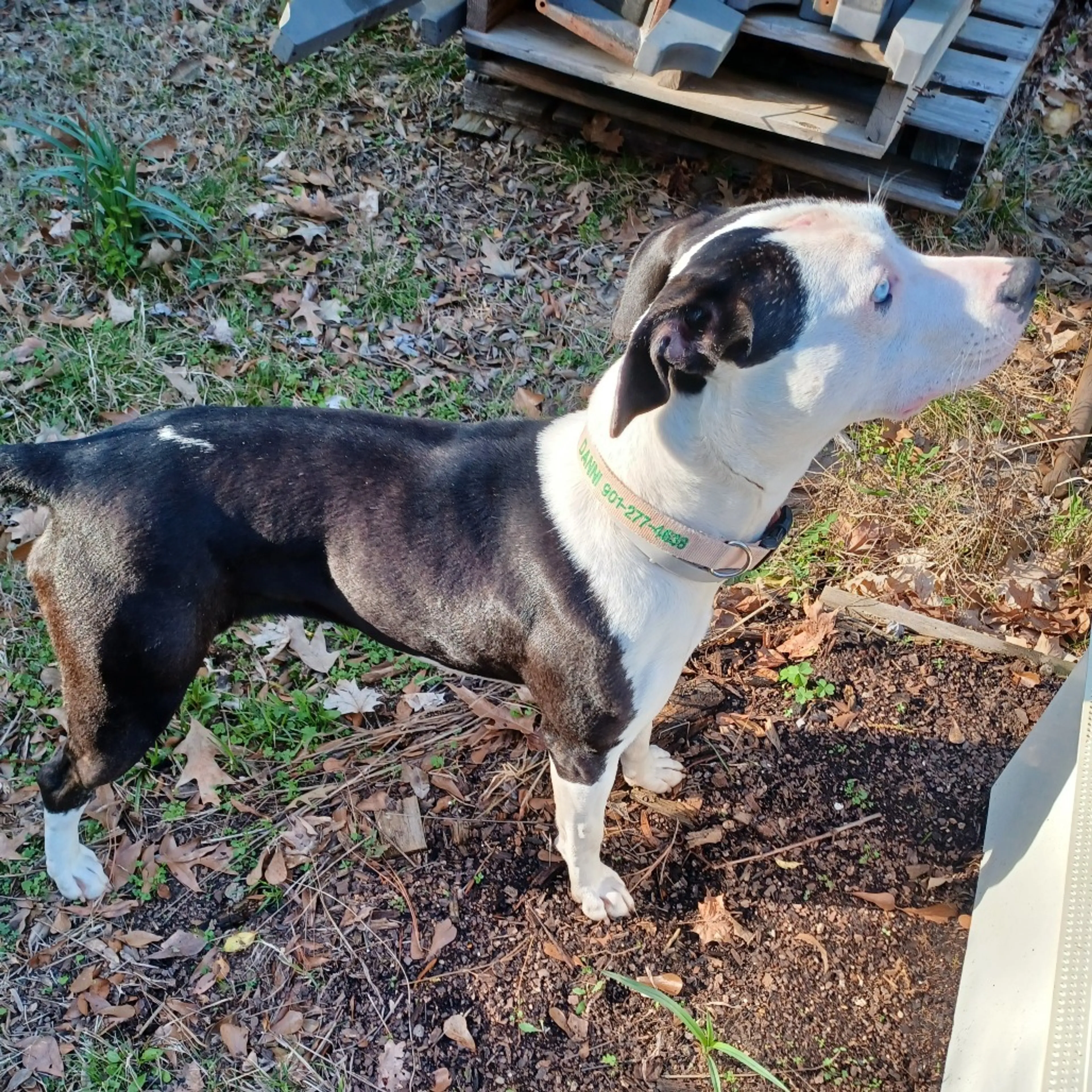Found pet-4