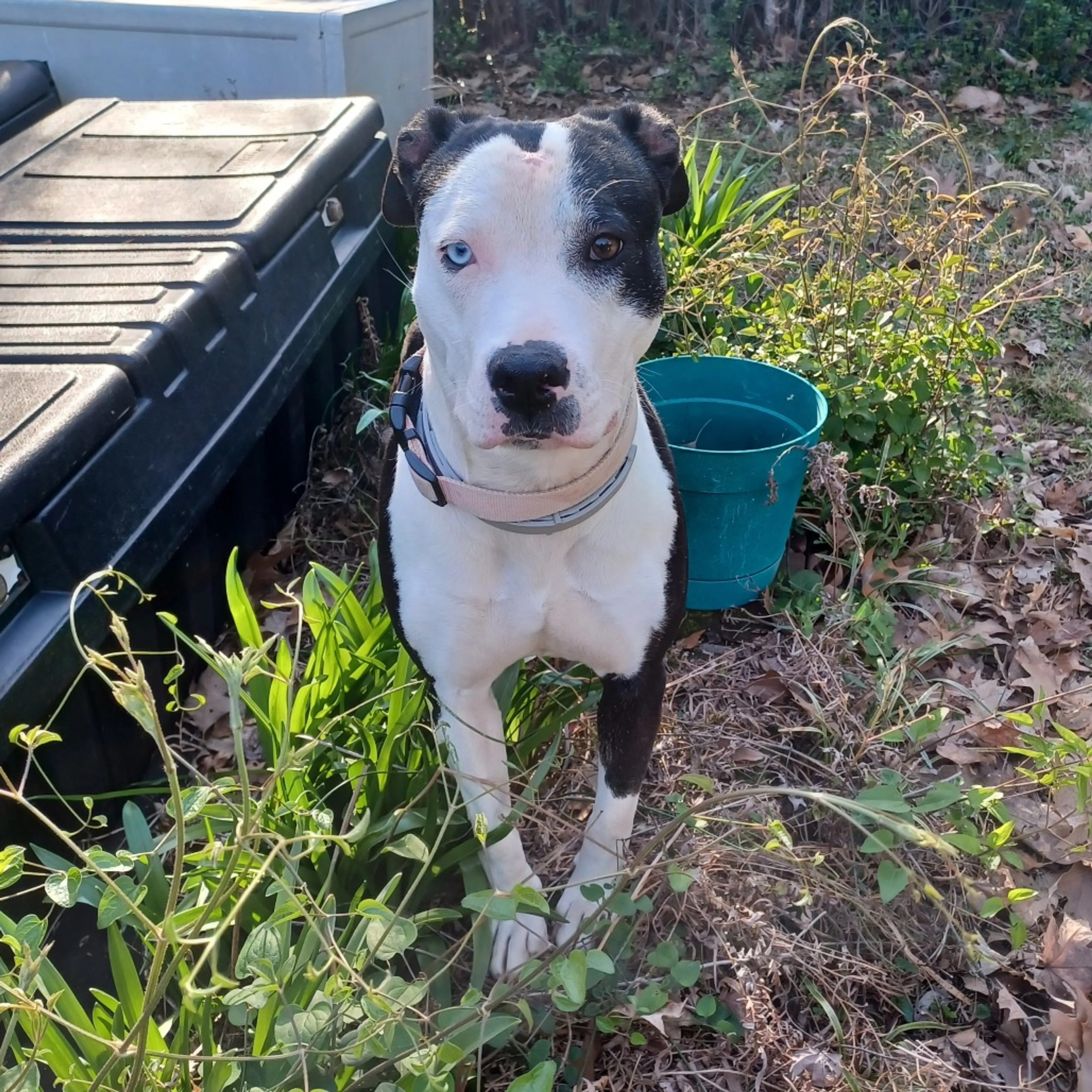 Found pet-2