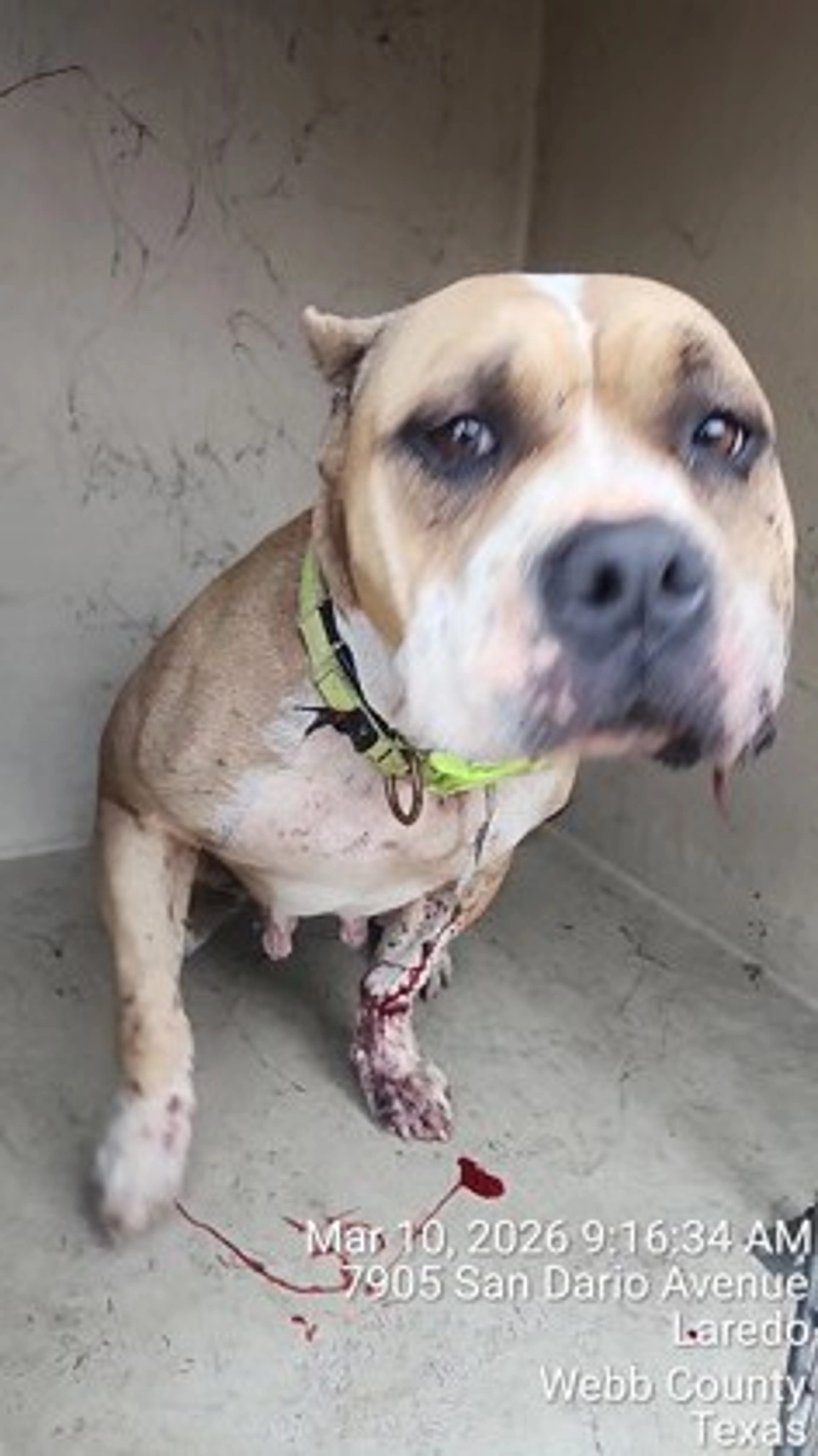Found pet