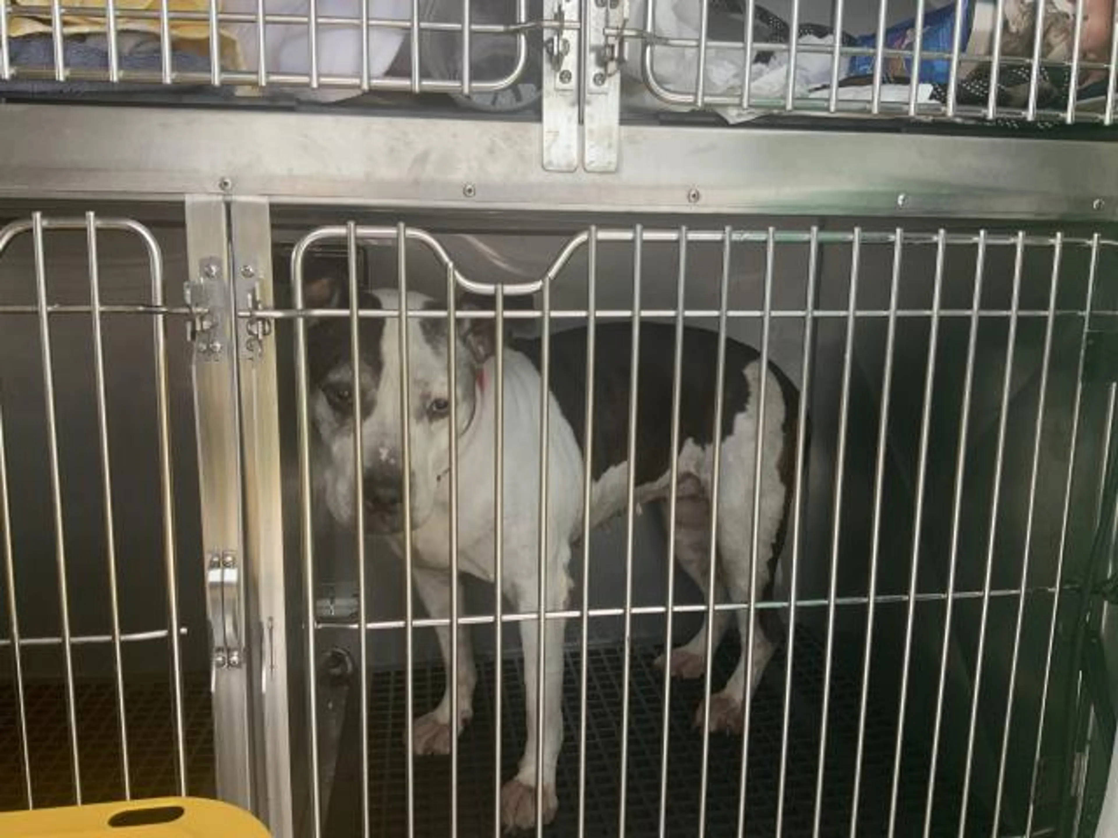 Found pet
